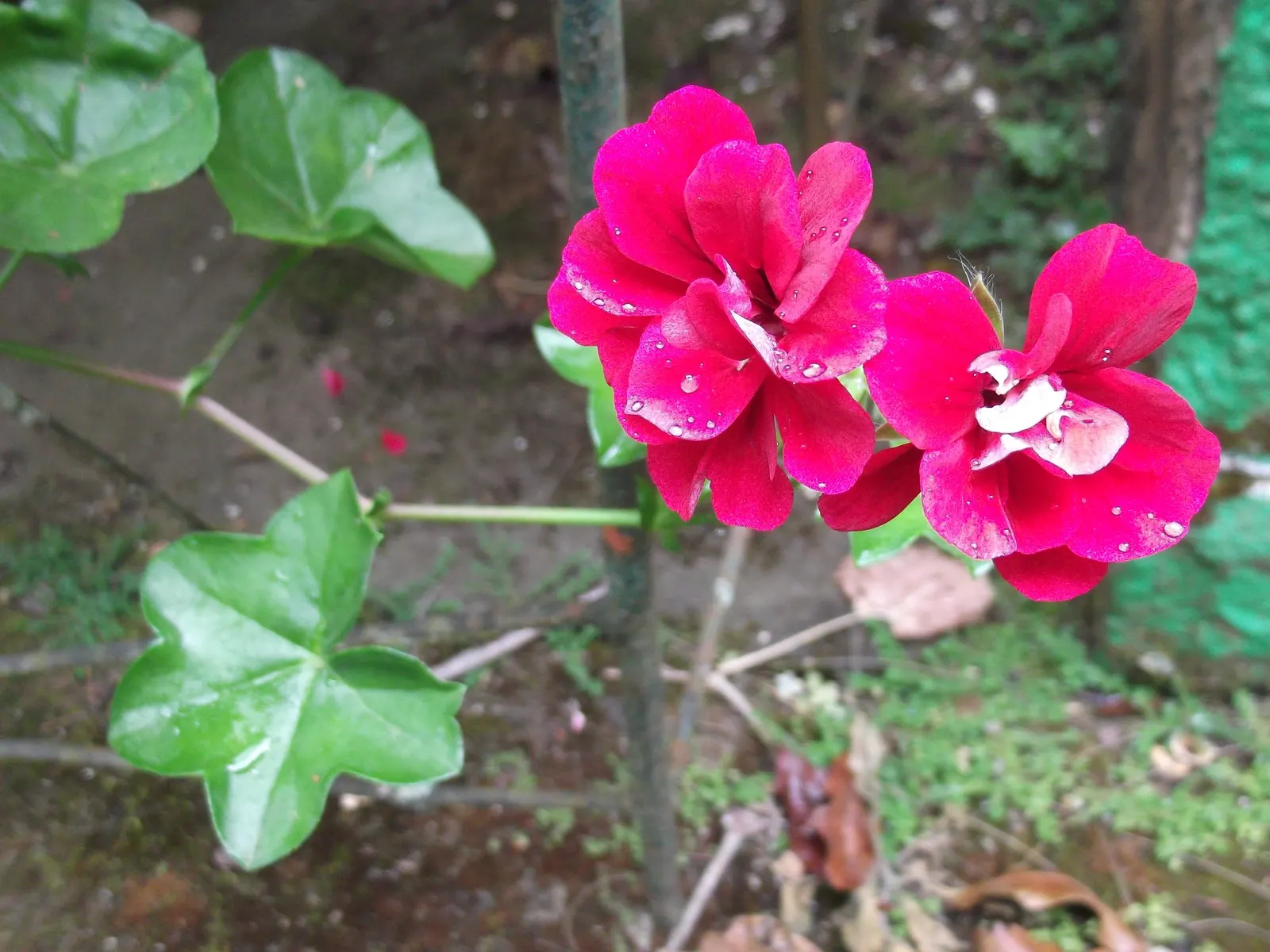 Ivy Geranium (Pelargonium Peltatum) — Provide these gems with well-draining soil and bright; partial sunlight to optimize their growth and, image 96