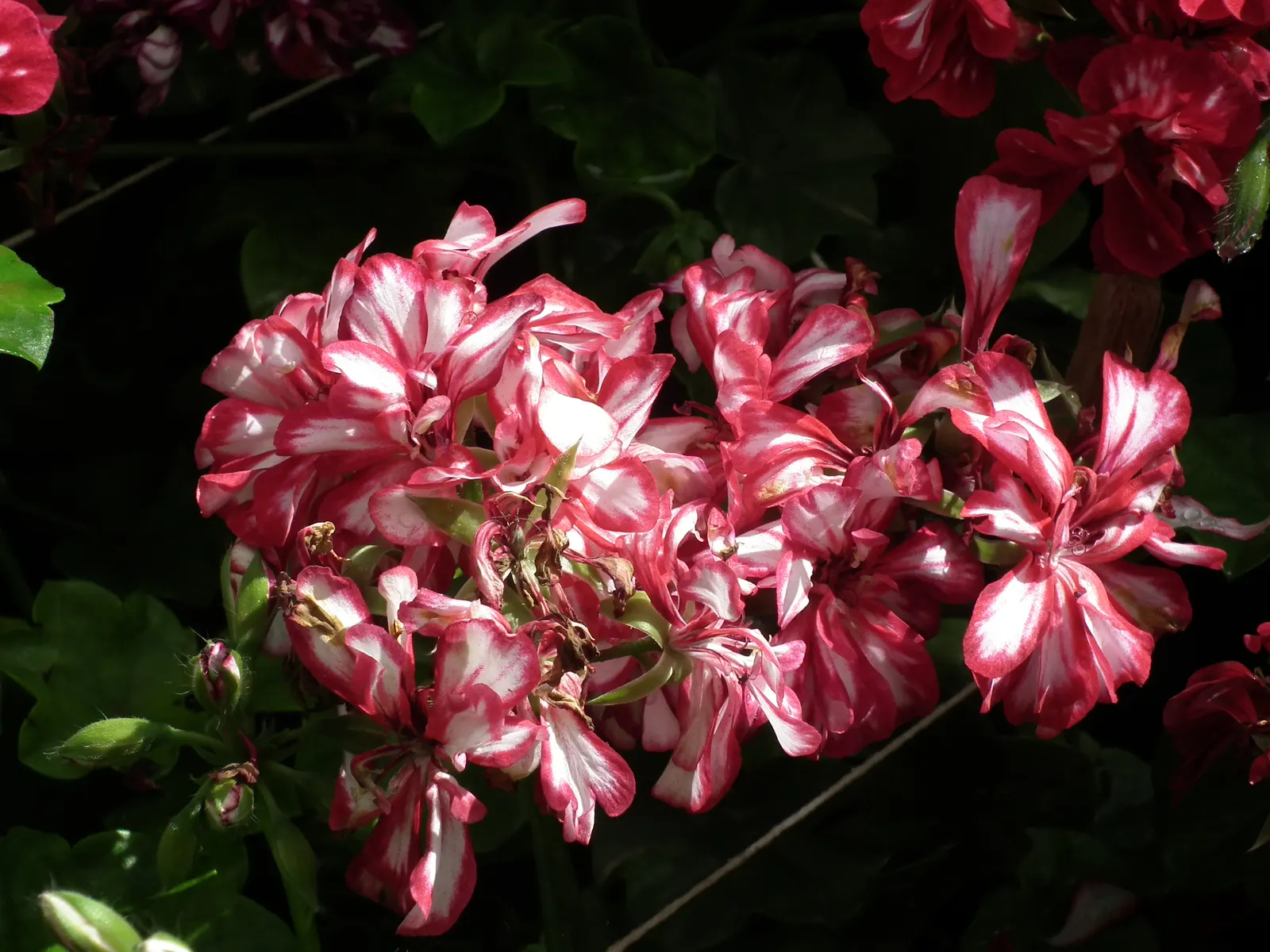 Ivy Geranium (Pelargonium Peltatum) — water-soluble fertilizer during the growing season will keep them in peak condition