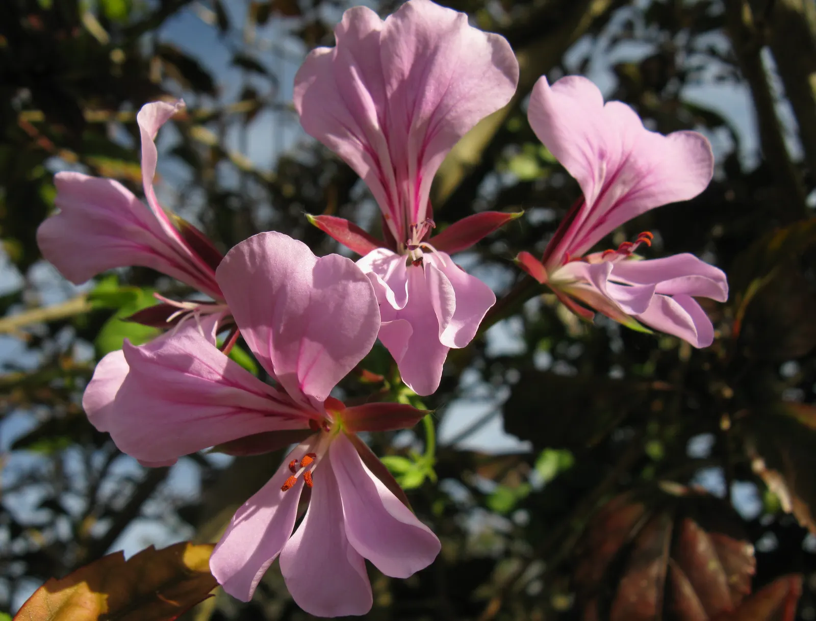 Ivy Geranium (Pelargonium Peltatum) — However, they're popularly grown as annuals in cooler climates