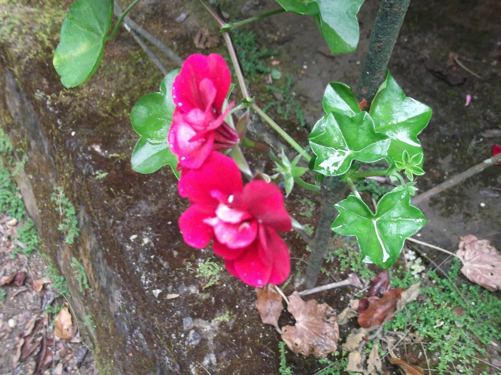 Ivy Geranium (Pelargonium Peltatum) — Ideally utilized for vertical interest or as natural drapery over retaining walls and garden edges, image 93