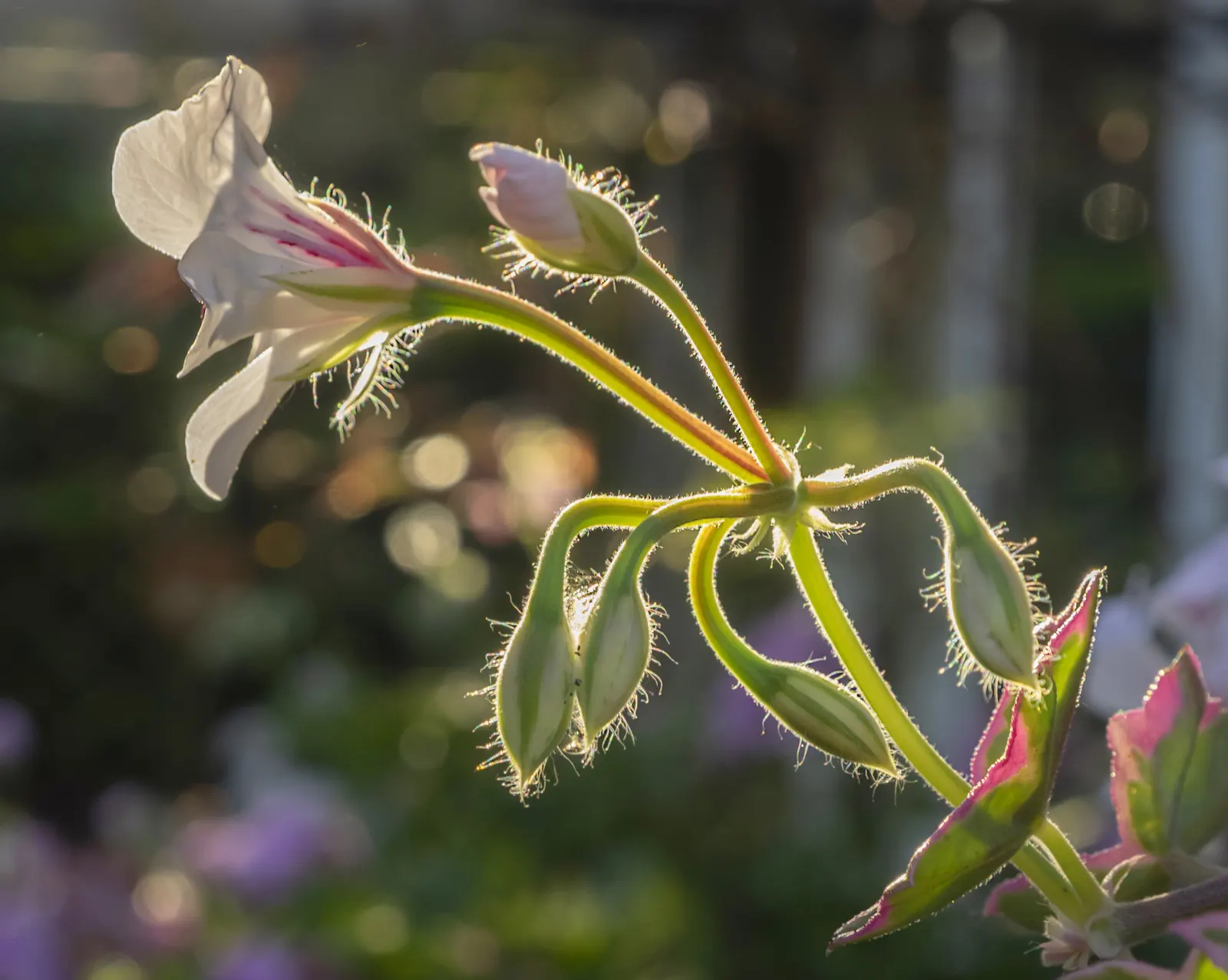 Ivy Geranium (Pelargonium Peltatum) — Deadheading spent flowers encourages successive blooming