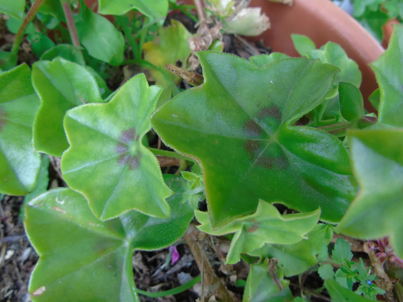 Ivy Geranium (Pelargonium Peltatum) — ensuring a continuous show of color.<br><br>For the garden enthusiast; deadheading spent flowers encourages, image 100