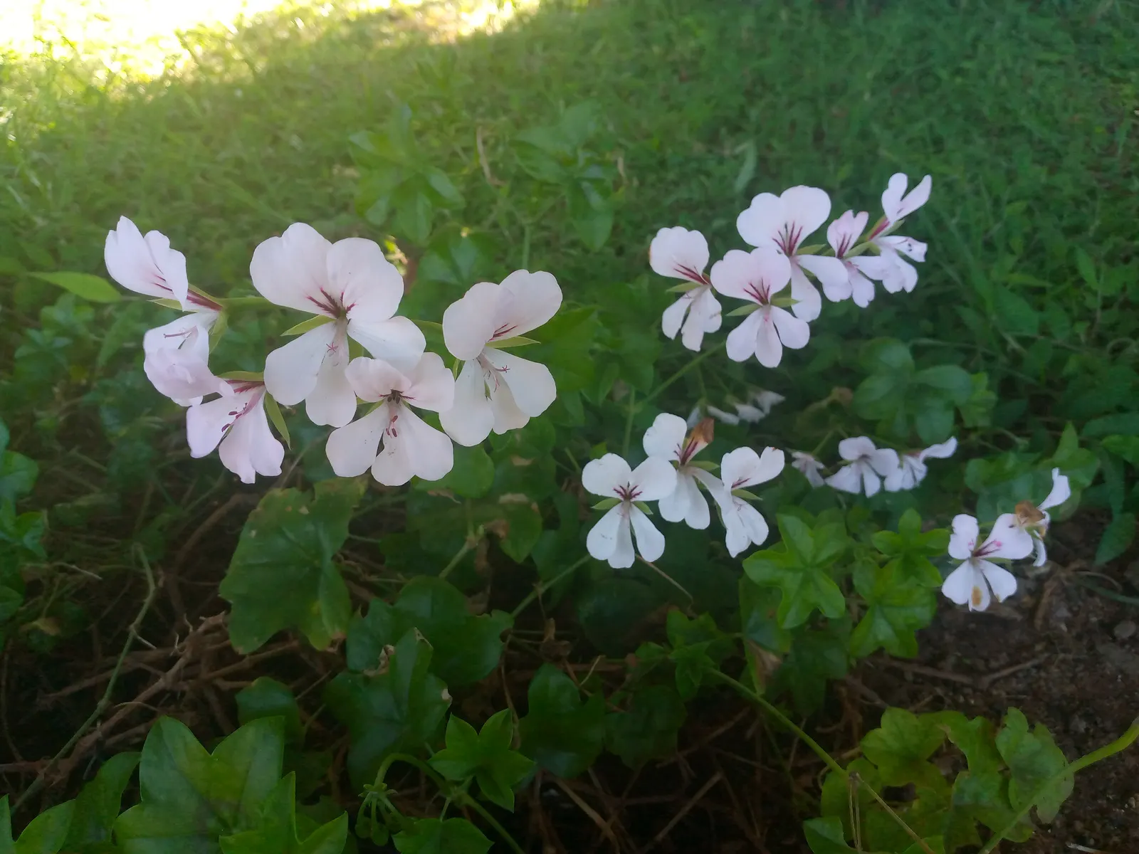 Ivy Geranium (Pelargonium Peltatum) — Regular watering is essential, but beware of overwatering, as it may lead to root rot; ensuring dryness, image 98