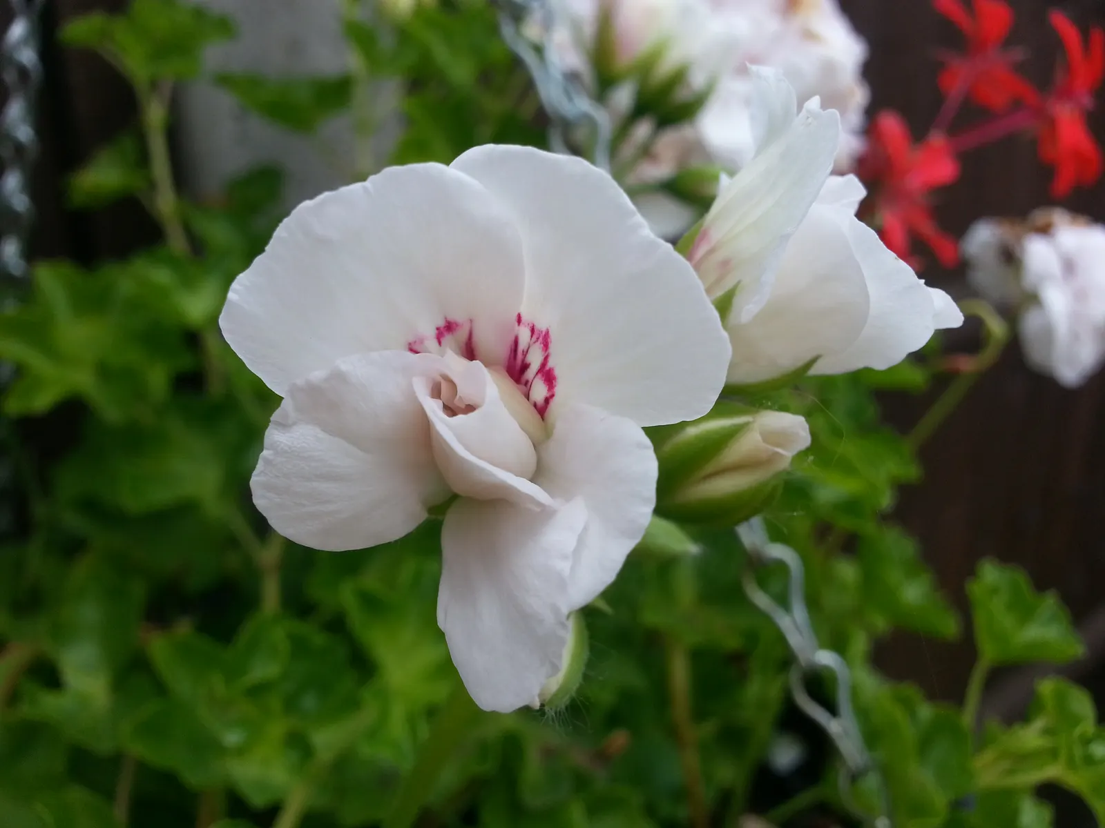 Ivy Geranium (Pelargonium Peltatum) — pink and red flowers in the garden; weekly feedings with a balanced, image 78