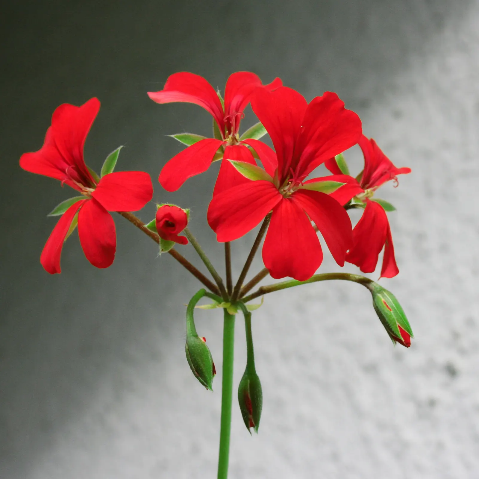 Ivy Geranium (Pelargonium Peltatum) — Originating from the southern regions of Africa; ideally utilized for vertical interest or as natural drapery, image 62