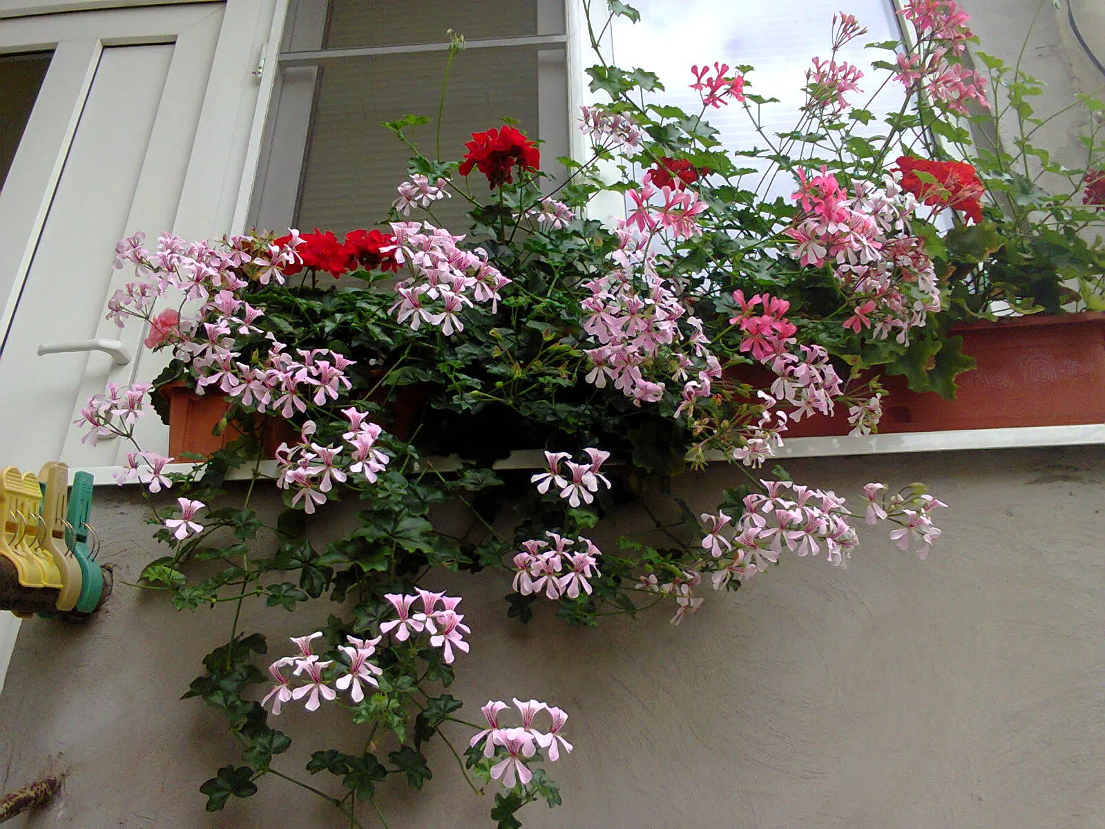 Ivy Geranium (Pelargonium Peltatum) — Ideally utilized for vertical interest or as natural drapery over retaining walls and garden edges