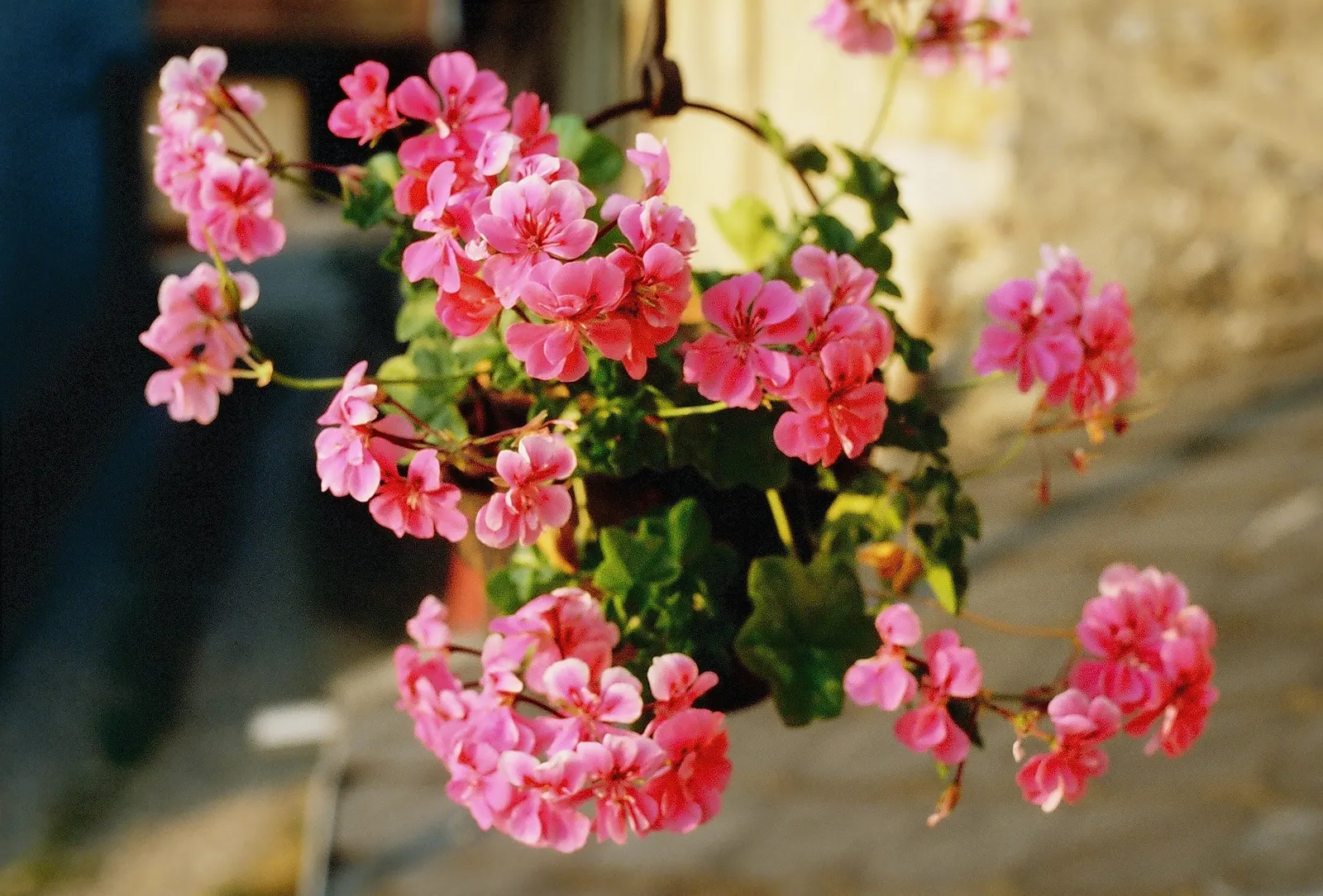 Ivy Geranium (Pelargonium Peltatum) — Ideal for hanging baskets and window boxes; they require well-drained soil and moderate watering
