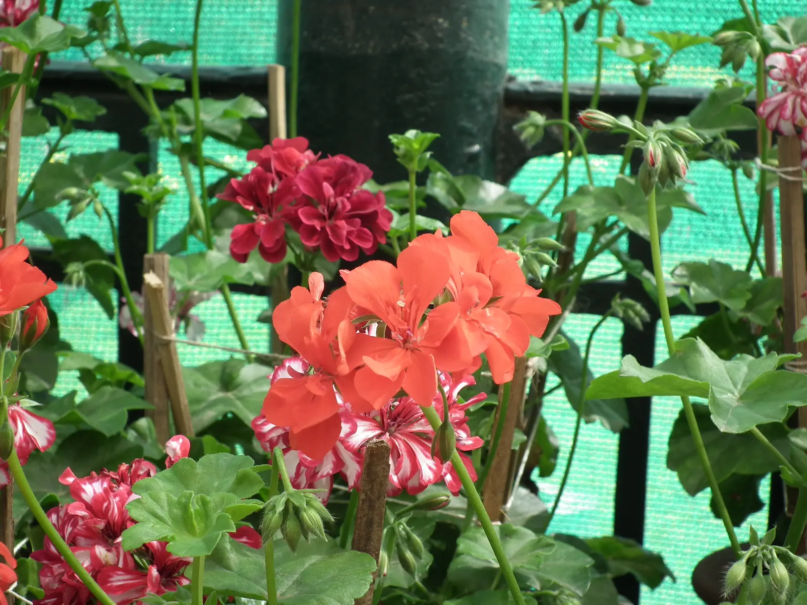Ivy Geranium (Pelargonium Peltatum) — they thrive best in zones 10 through 11; ideal for hanging baskets and window boxes