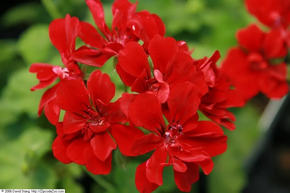 Ivy Geranium (Pelargonium Peltatum) — Ivy Geranium (Pelargonium peltatum) is an evergreen perennial