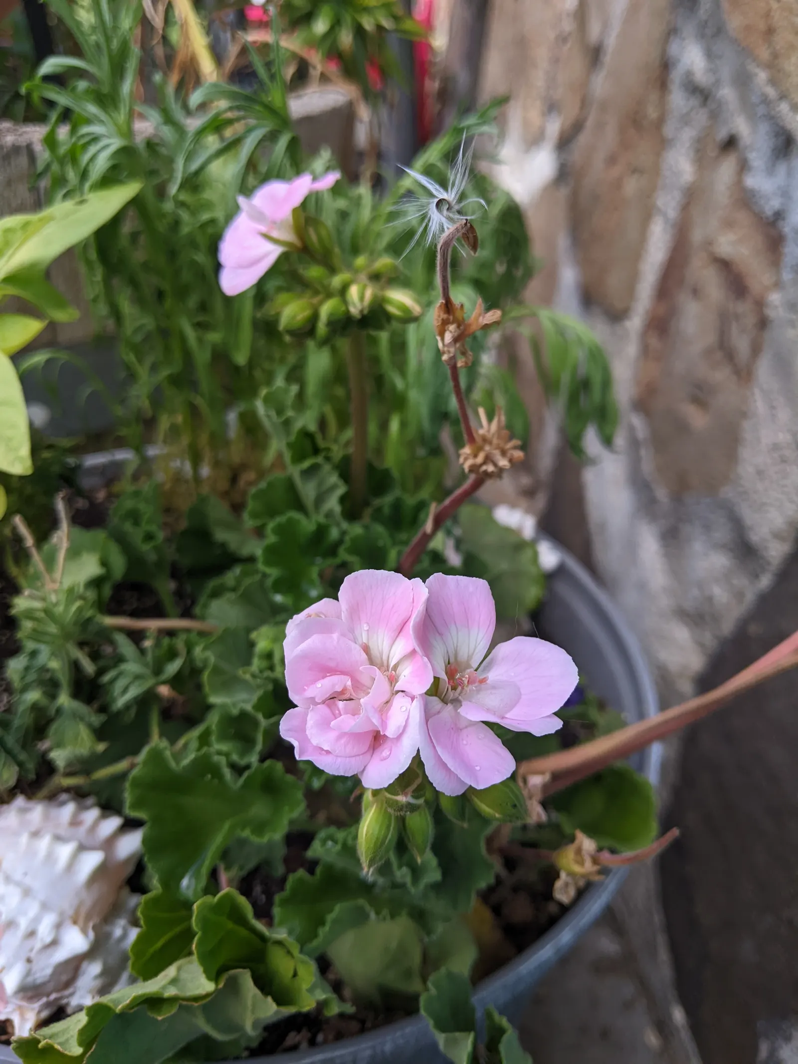 Ivy Geranium (Pelargonium Peltatum) — ensuring a continuous show of color.<br><br>For the garden enthusiast