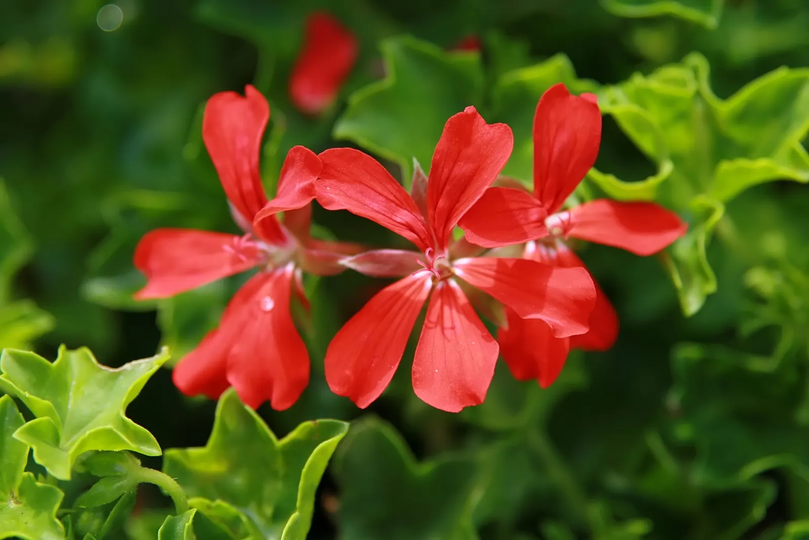 Ivy Geranium (Pelargonium Peltatum) — trailing up to 3 feet in length; however, they're popularly grown as annuals in cooler climates, image 92