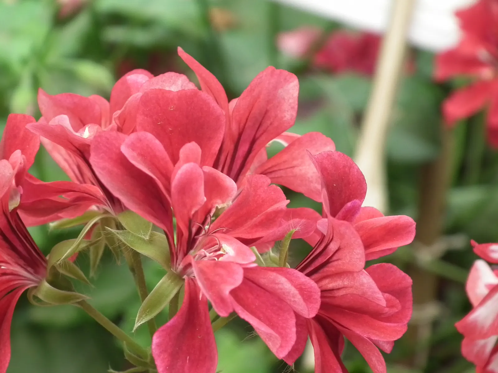Ivy Geranium (Pelargonium Peltatum) — they thrive best in zones 10 through 11