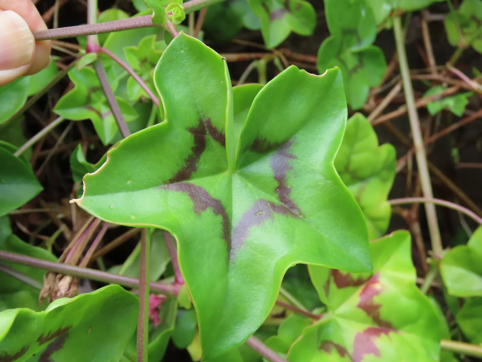 Ivy Geranium (Pelargonium Peltatum) — However, they're popularly grown as annuals in cooler climates; lending a spill of vibrant foliage and, image 95