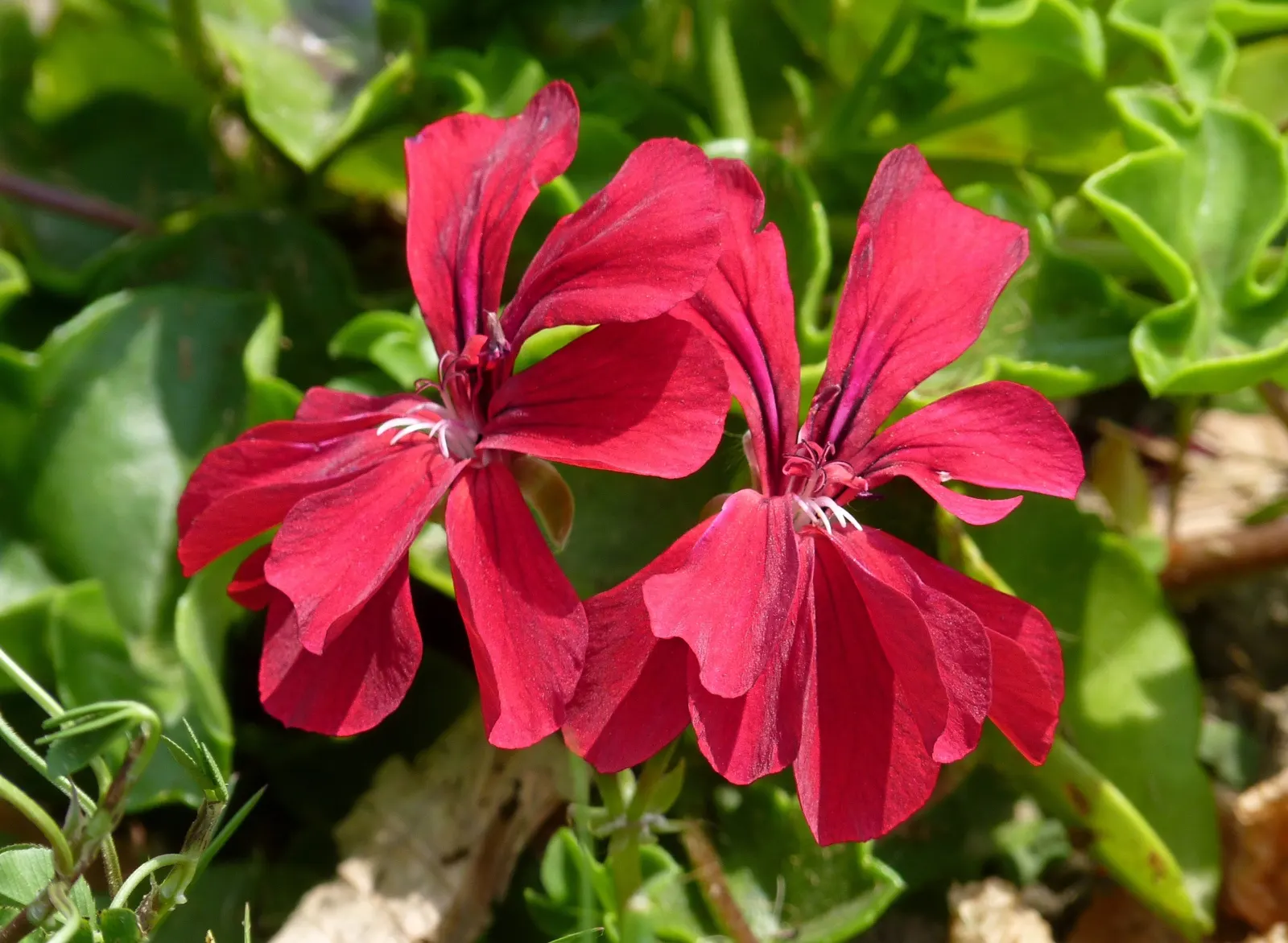 Ivy Geranium (Pelargonium Peltatum) — scientifically known as Pelargonium peltatum; ivy Geranium (Pelargonium peltatum) is an evergreen perennial, image 86