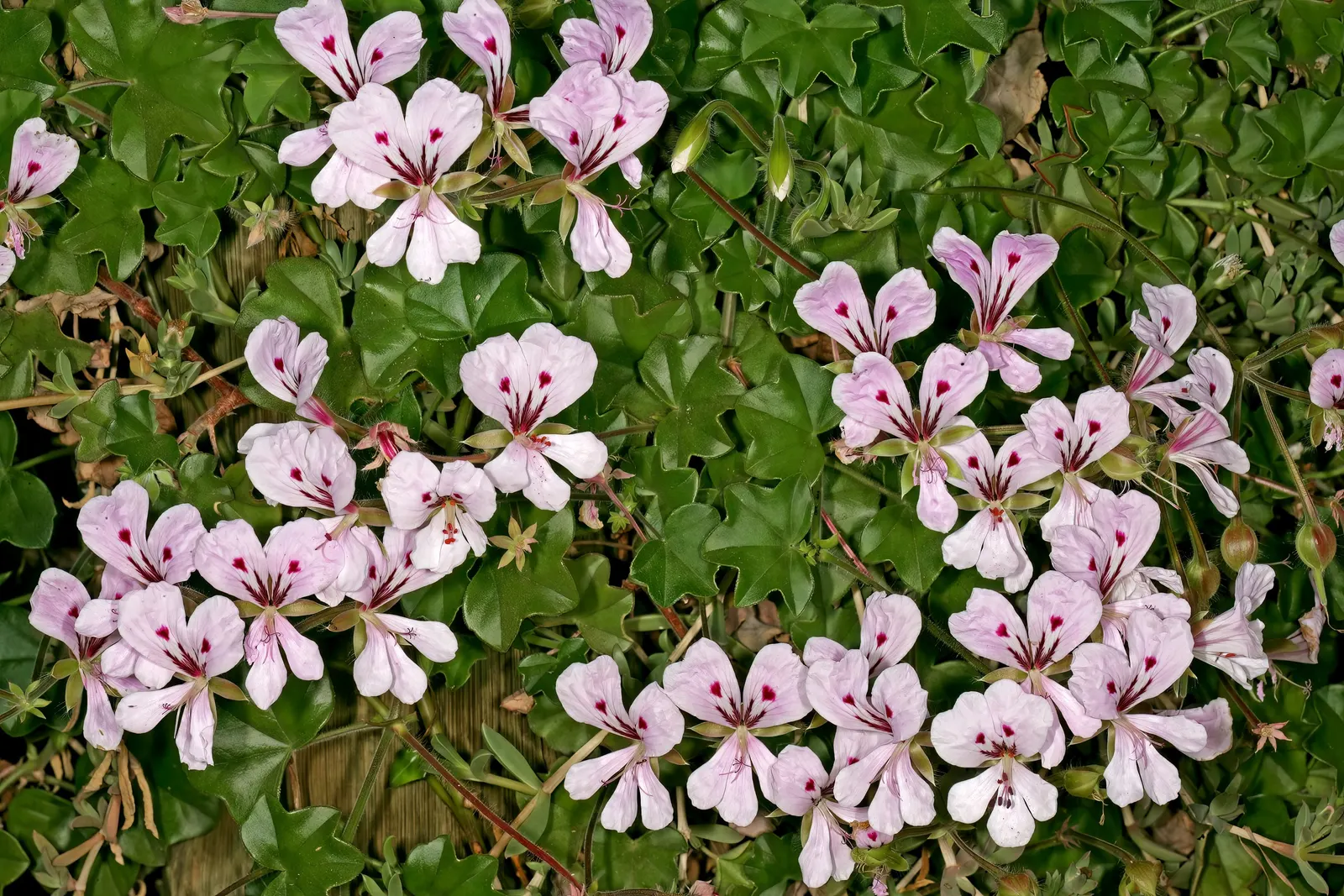 Ivy Geranium (Pelargonium Peltatum) — Provide these gems with well-draining soil and bright; partial sunlight to optimize their growth and, image 70
