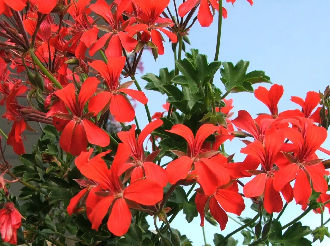 Ivy Geranium (Pelargonium Peltatum) — ensuring a continuous show of color.<br><br>For the garden enthusiast; deadheading spent flowers encourages, image 74