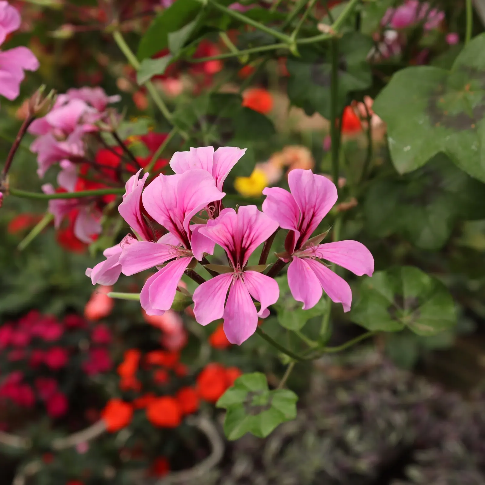 Ivy Geranium (Pelargonium Peltatum) — scientifically known as Pelargonium peltatum; ivy Geranium (Pelargonium peltatum) is an evergreen perennial