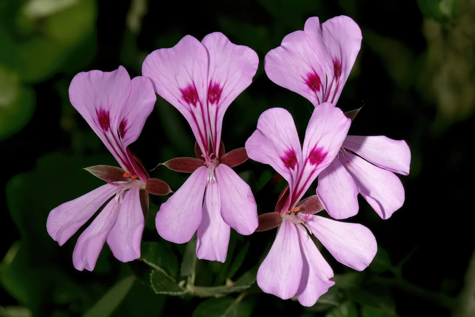 Ivy Geranium (Pelargonium Peltatum) — Weekly feedings with a balanced