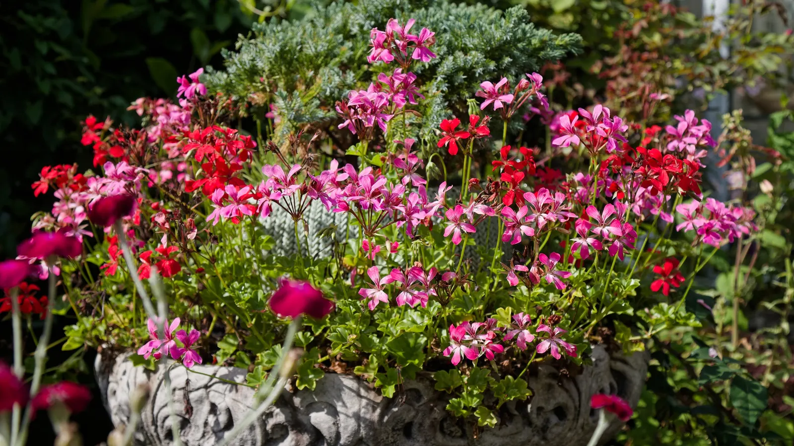 Ivy Geranium (Pelargonium Peltatum) — scientifically known as Pelargonium peltatum; ivy Geranium (Pelargonium peltatum) is an evergreen perennial, image 60