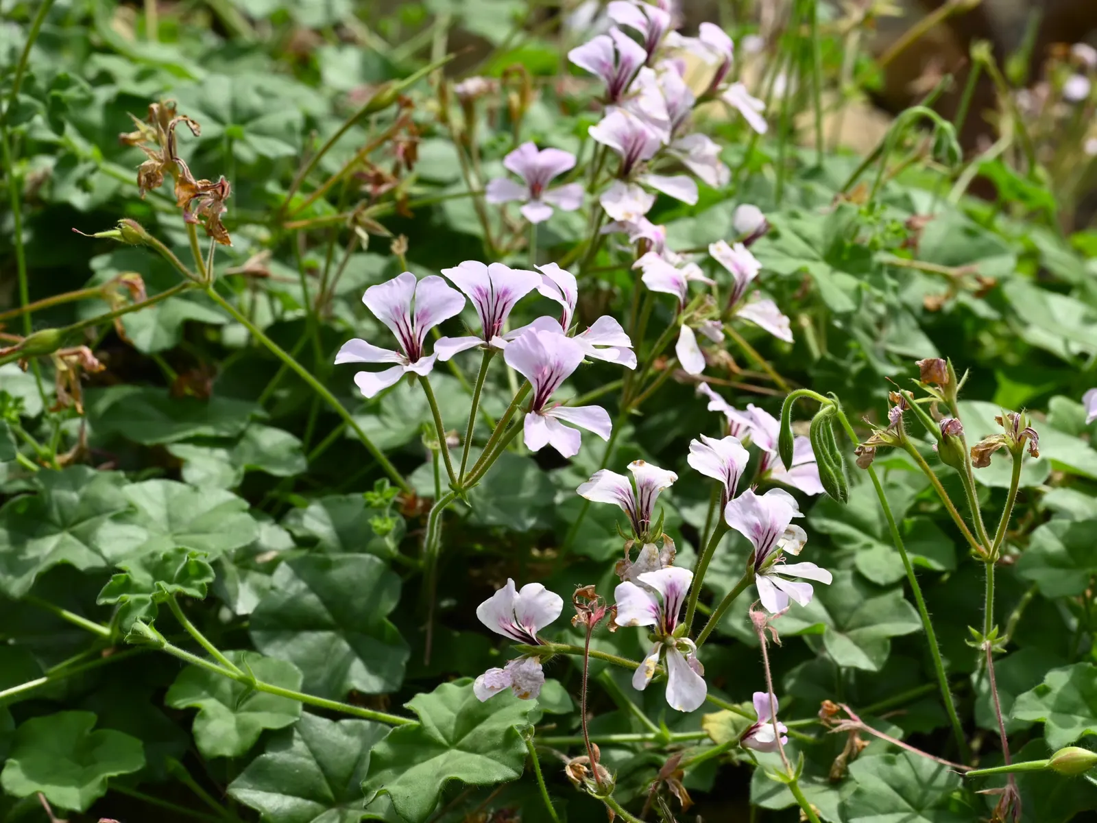 Ivy Geranium (Pelargonium Peltatum) — However, they're popularly grown as annuals in cooler climates; lending a spill of vibrant foliage and blossoms that