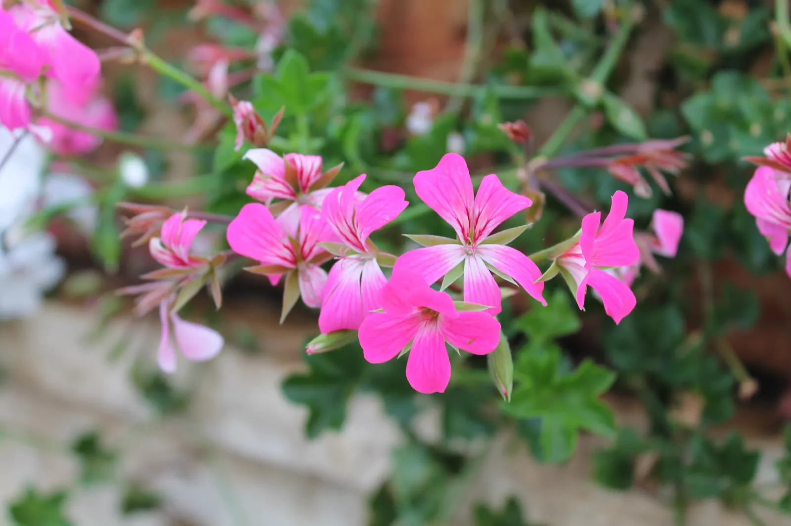Ivy Geranium (Pelargonium Peltatum) — partial sunlight to optimize their growth and flowering potential - typically from late spring through fall