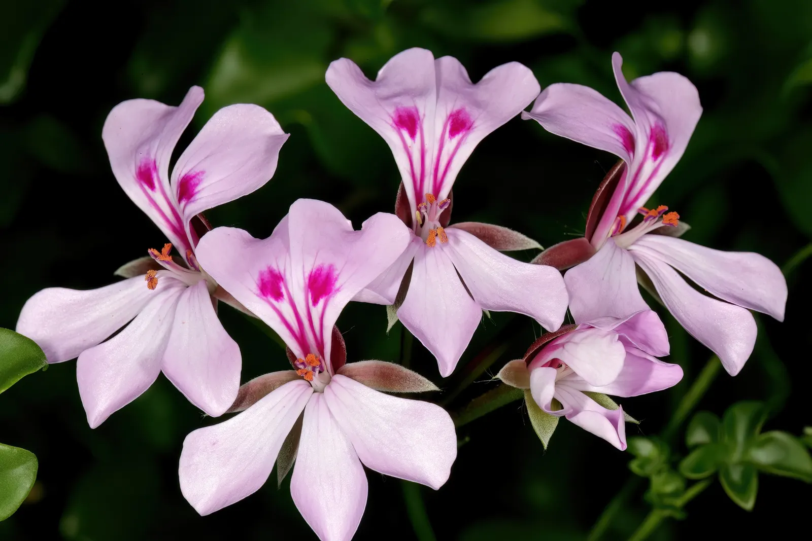Ivy Geranium (Pelargonium Peltatum) — they require well-drained soil and moderate watering; characterized by a waxy texture and a heart-shaped