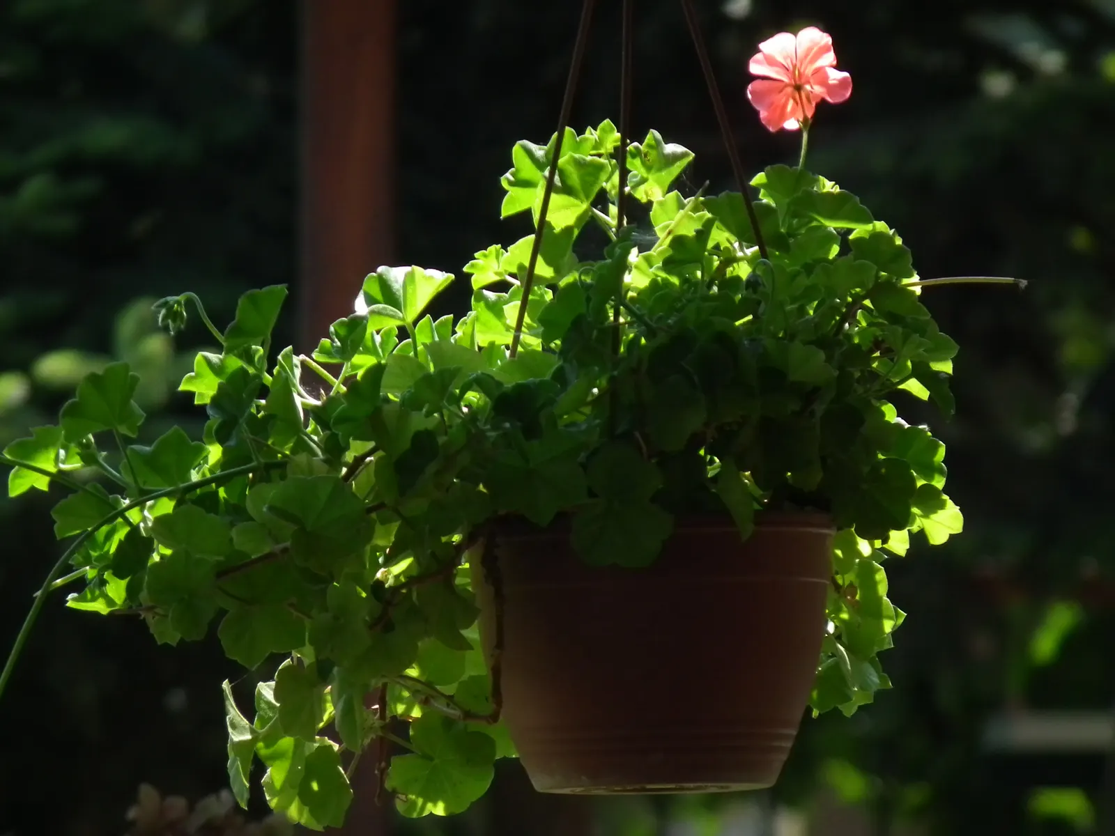 Ivy Geranium (Pelargonium Peltatum) — they thrive best in zones 10 through 11; ideal for hanging baskets and window boxes, image 68
