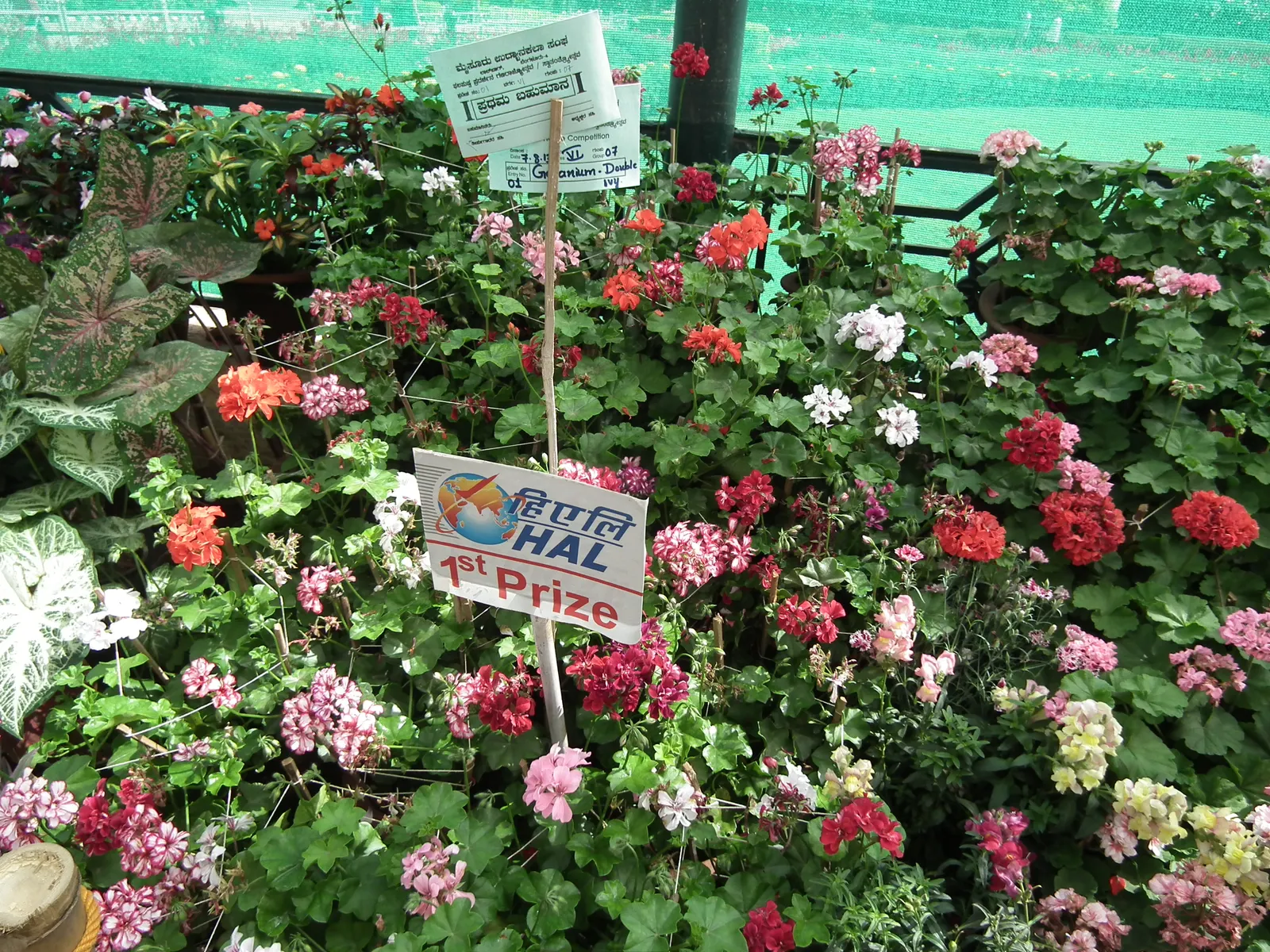Ivy Geranium (Pelargonium Peltatum) — Ideally utilized for vertical interest or as natural drapery over retaining walls and garden edges, image 67