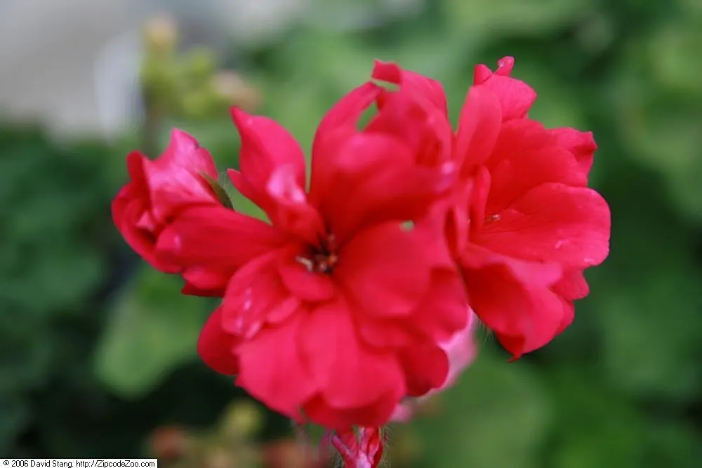Ivy Geranium (Pelargonium Peltatum) — they require well-drained soil and moderate watering; characterized by a waxy texture and a heart-shaped, image 84