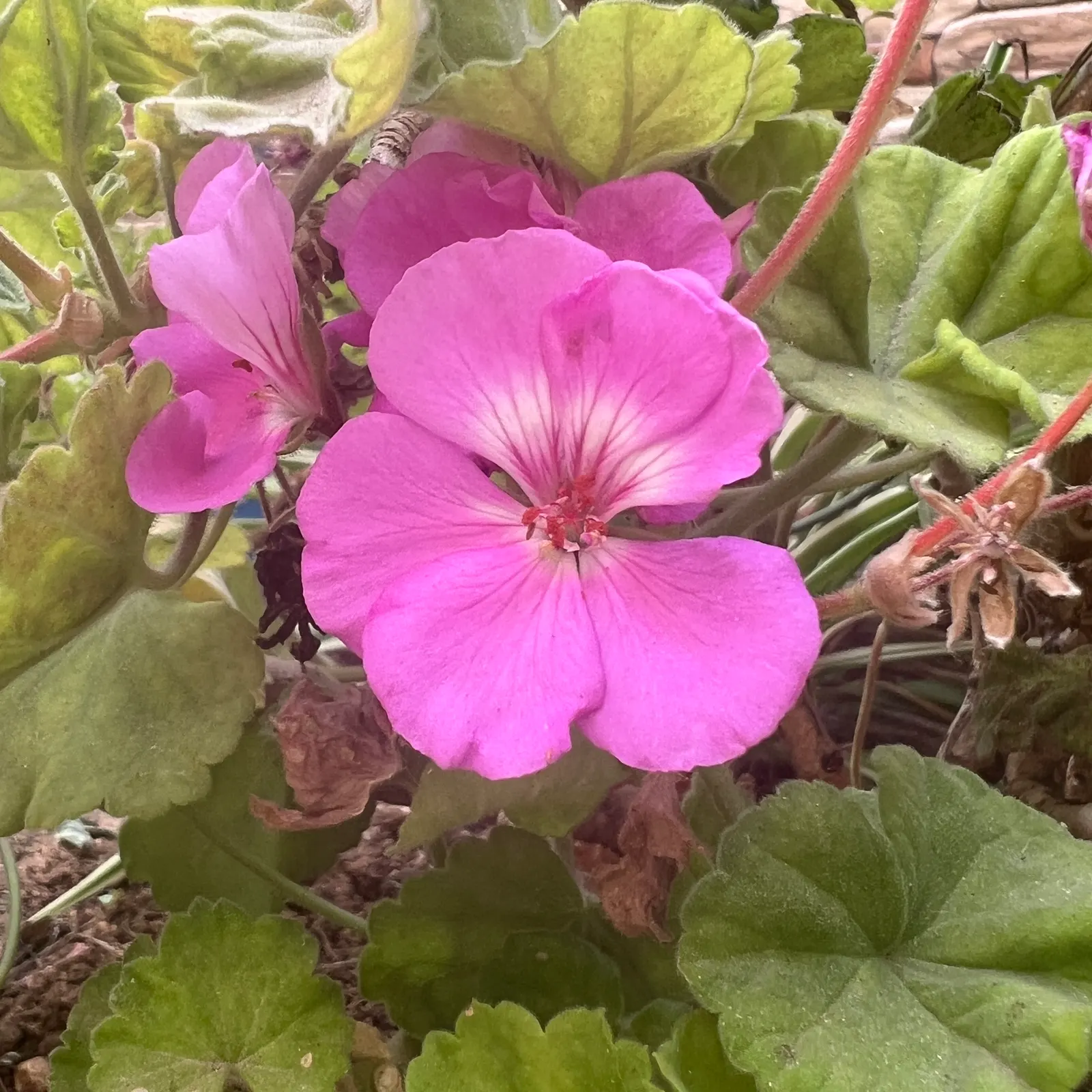 Ivy Geranium (Pelargonium Peltatum) — characterized by a waxy texture and a heart-shaped