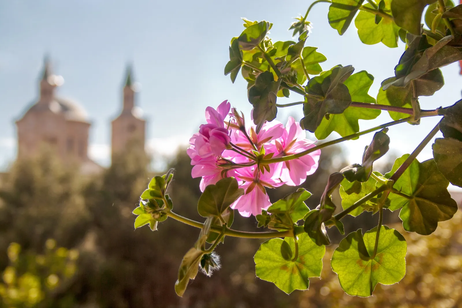 Ivy Geranium (Pelargonium Peltatum) — ensuring dryness between watering sessions; regular watering is essential, but beware of overwatering, as it, image 59