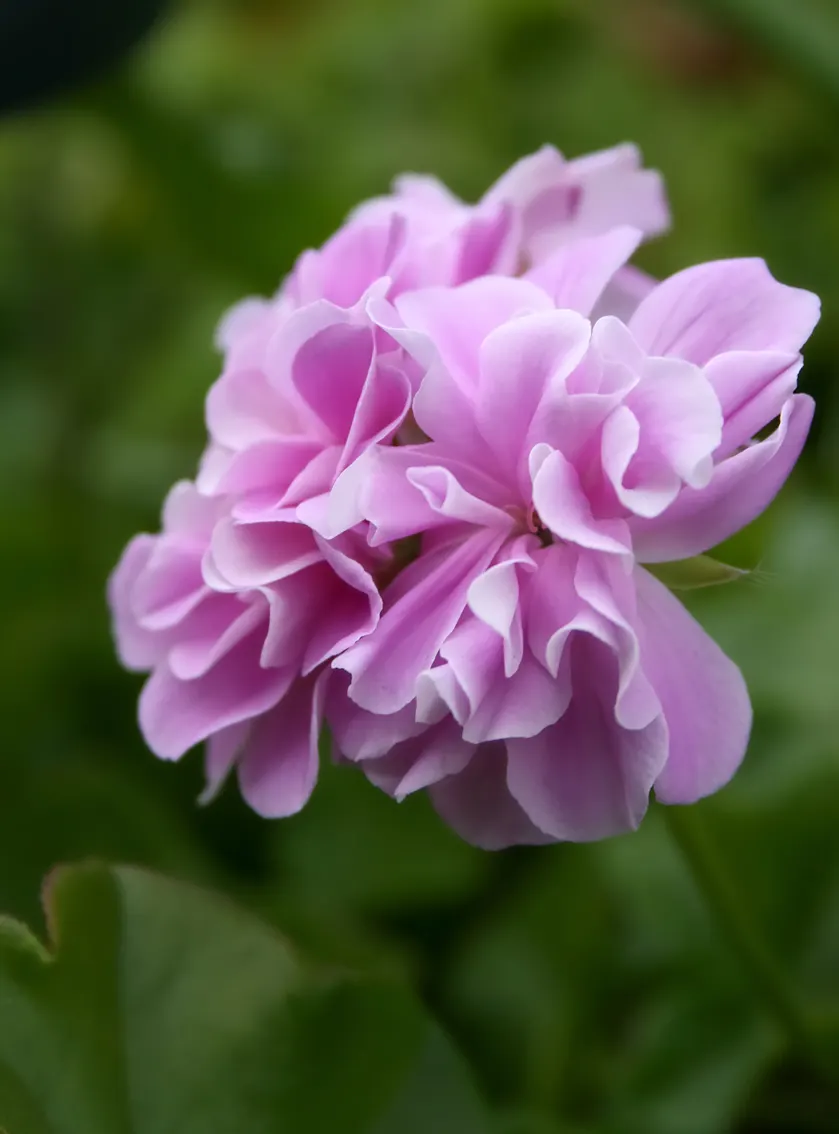 Ivy Geranium (Pelargonium Peltatum) — trailing up to 3 feet in length; however, they're popularly grown as annuals in cooler climates, image 66