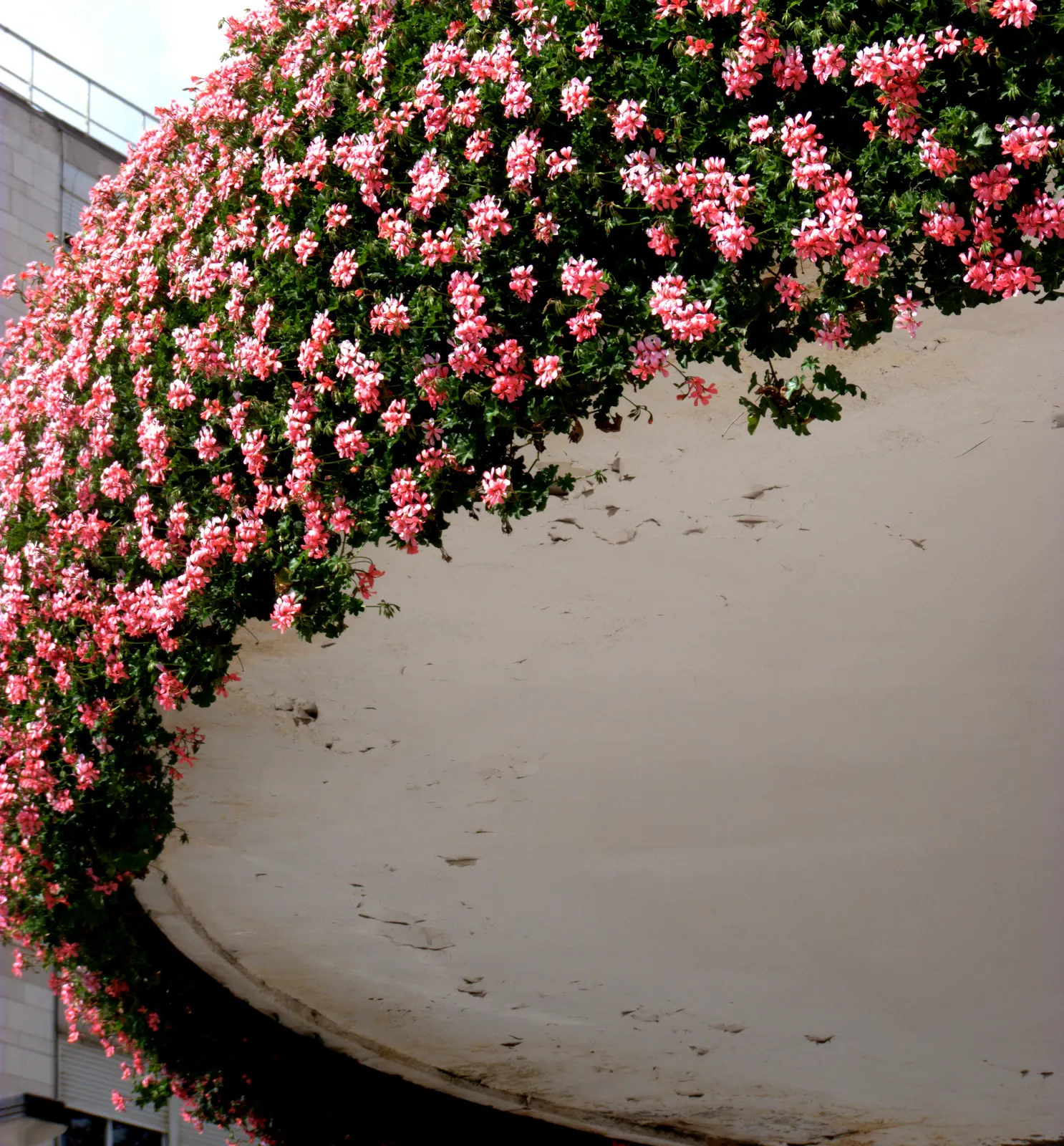 Ivy Geranium (Pelargonium Peltatum) — Weekly feedings with a balanced; treasured for its cascading habit and glossy, image 75
