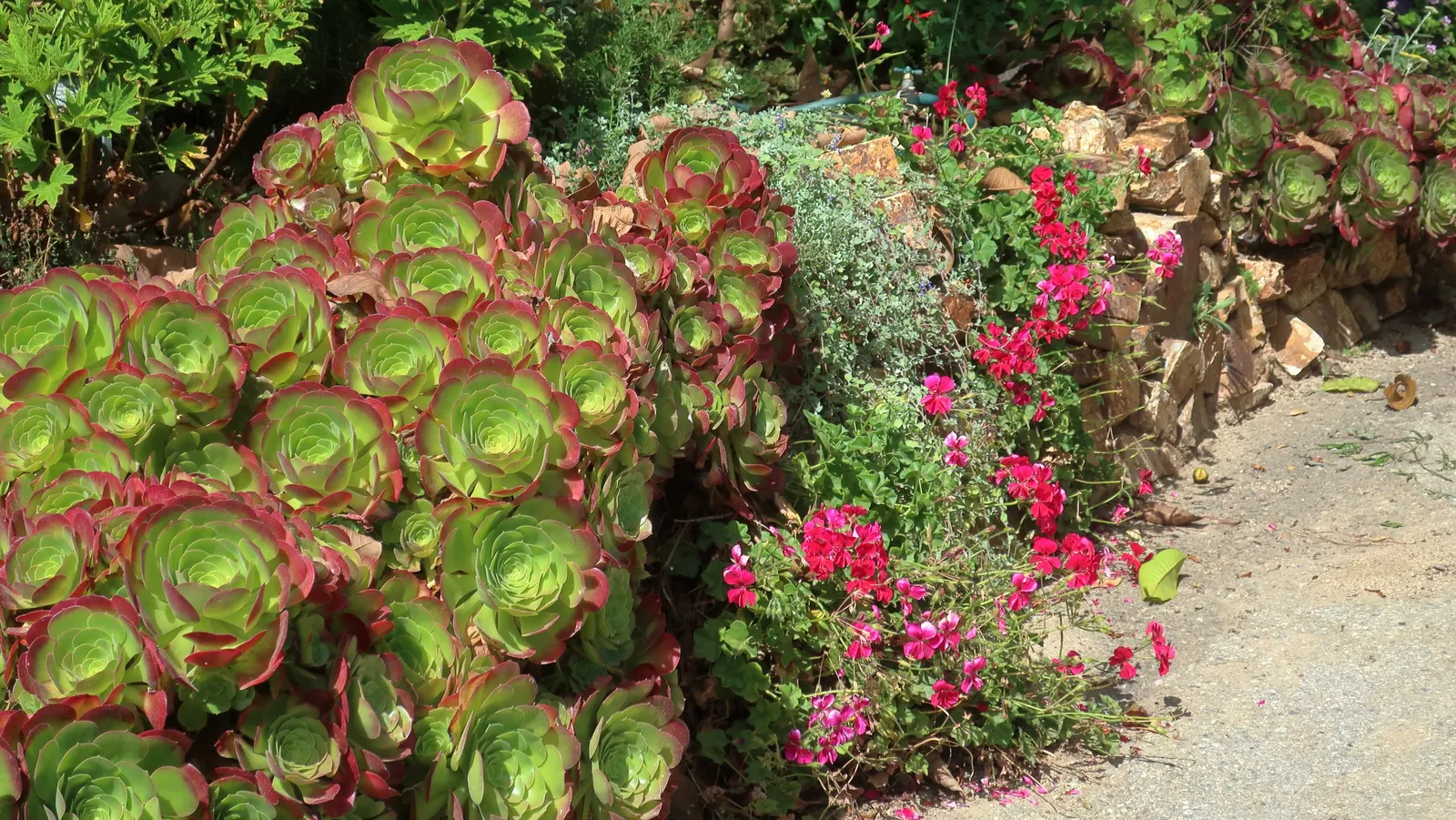 Ivy Geranium (Pelargonium Peltatum) — Originating from the southern regions of Africa; ideally utilized for vertical interest or as natural drapery over