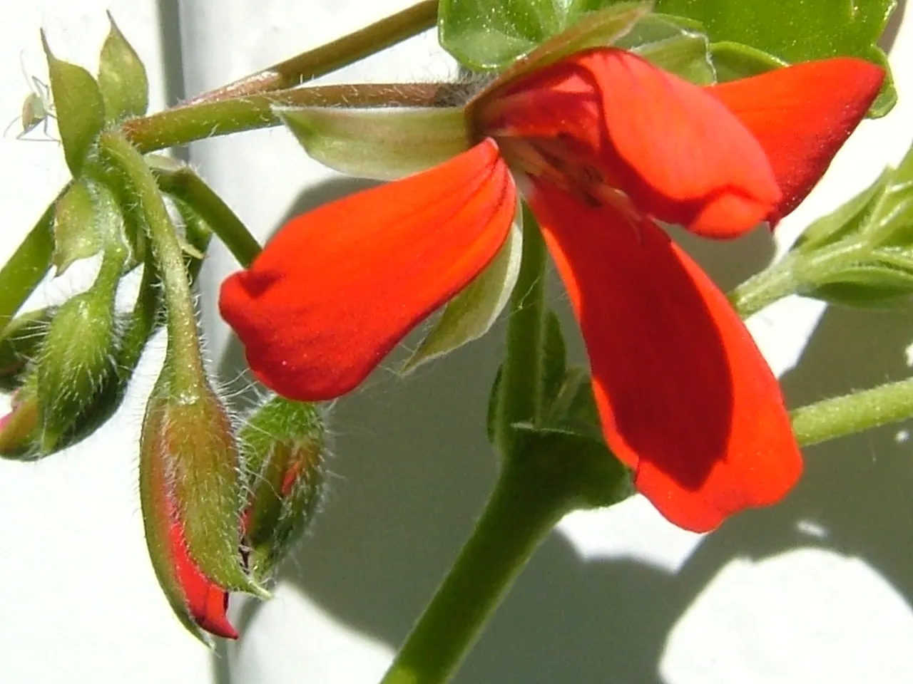 Ivy Geranium (Pelargonium Peltatum) — characterized by a waxy texture and a heart-shaped; originating from the southern regions of Africa