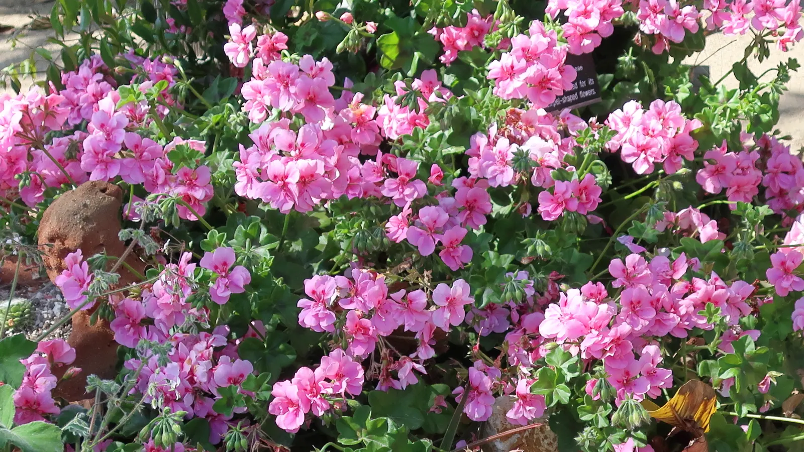Ivy Geranium (Pelargonium Peltatum) — Regular watering is essential, but beware of overwatering, as it may lead to root rot