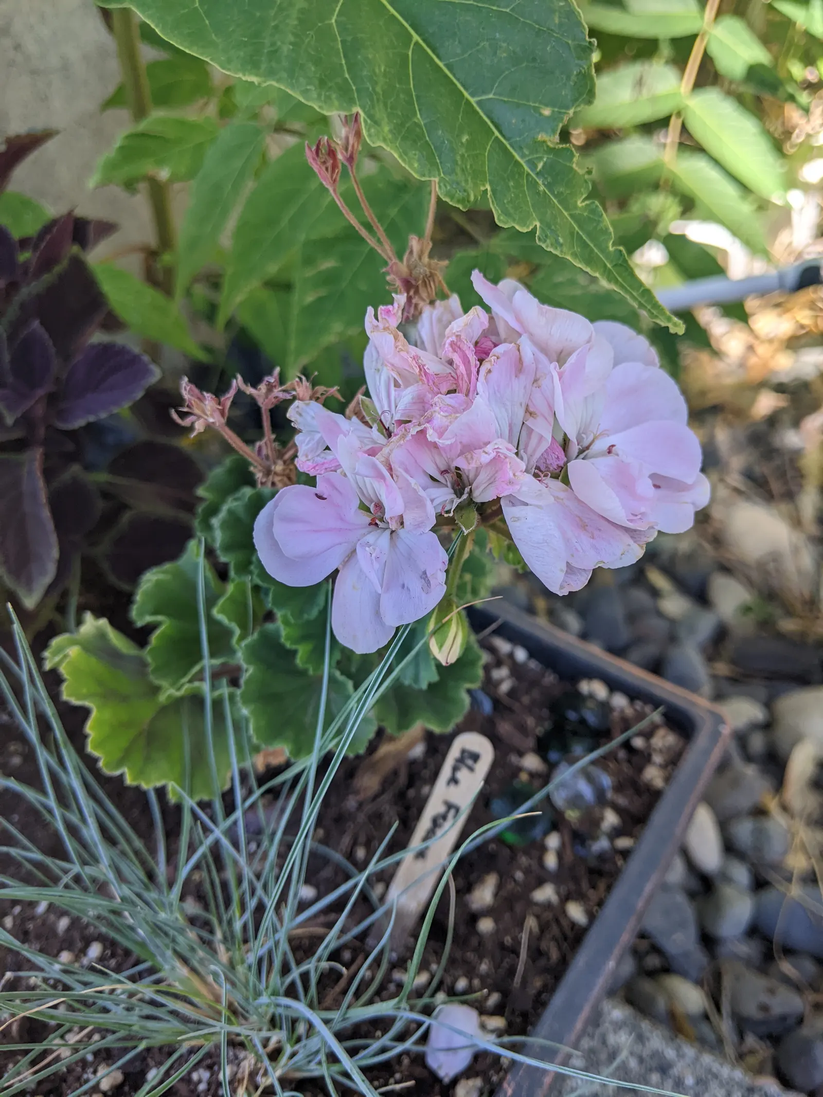 Ivy Geranium (Pelargonium Peltatum) — treasured for its cascading habit and glossy; this variety is favored for its ivy-like leaves and clusters of, image 80