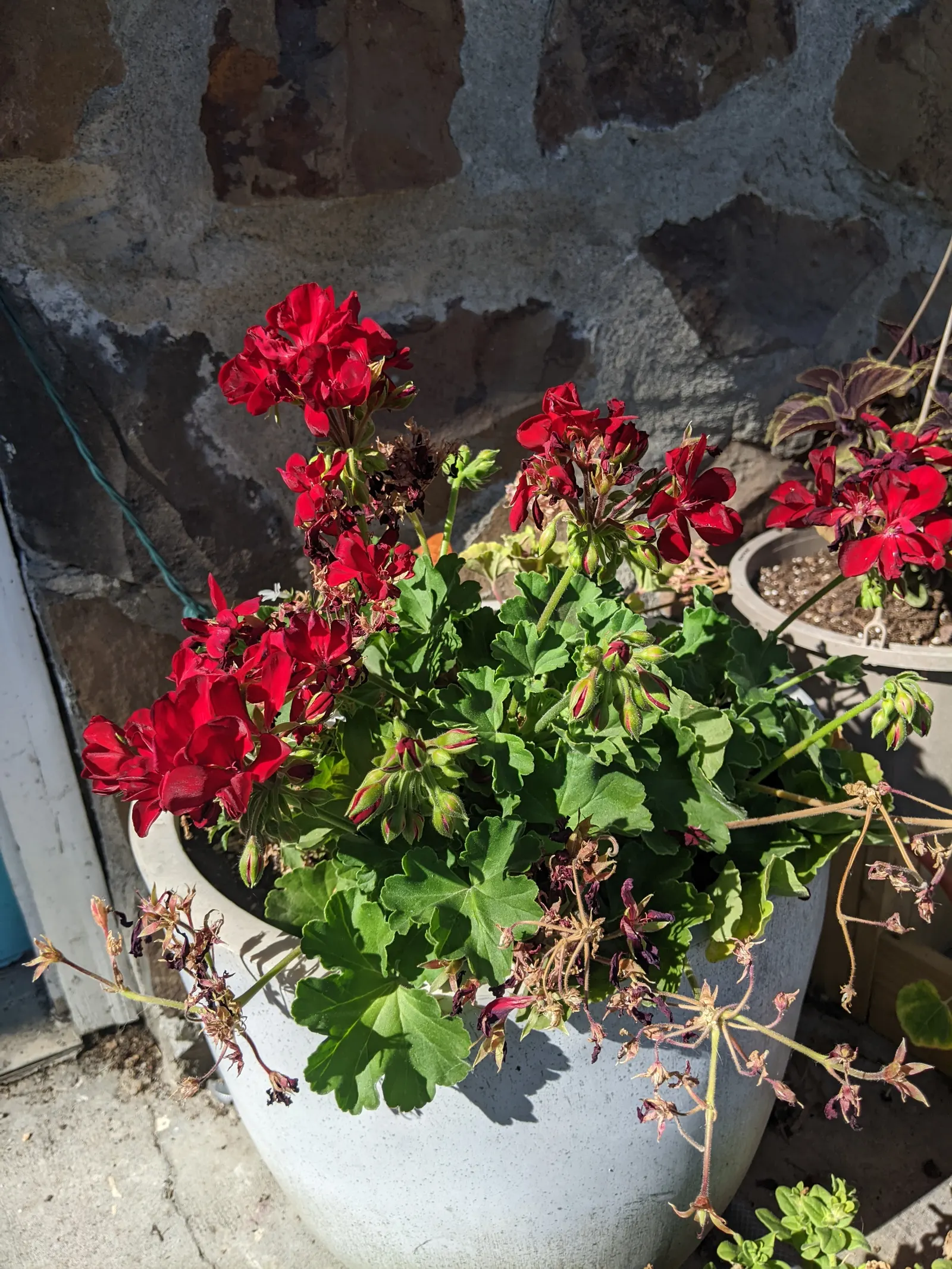 Ivy Geranium (Pelargonium Peltatum) — Ivy Geranium (Pelargonium peltatum) is an evergreen perennial; thriving in full to part sun, they reach 12-24, image 79