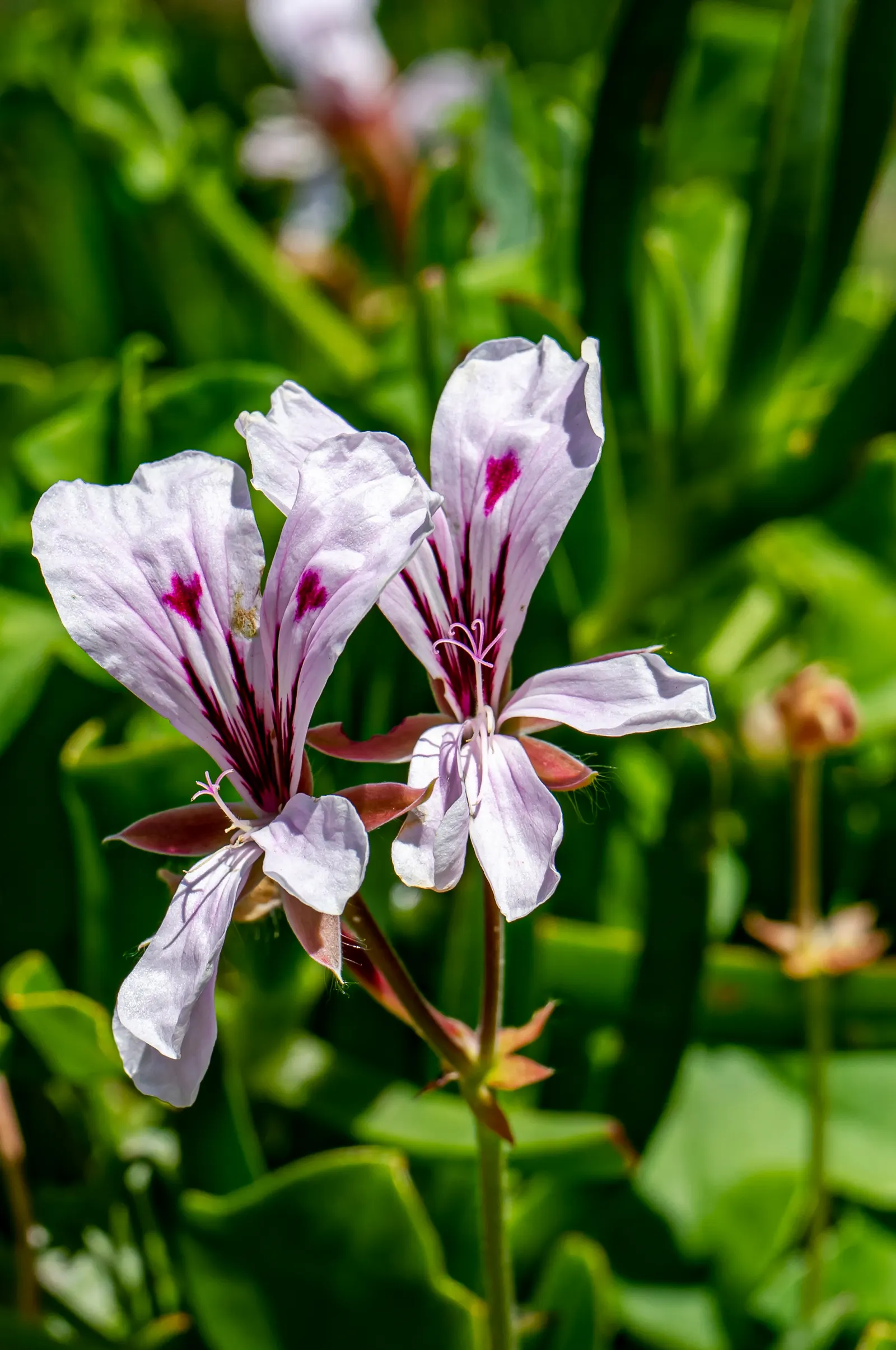 Ivy Geranium (Pelargonium Peltatum) — is a prolific and robust perennial plant treasured for its cascading growth and floriferous display, image 87