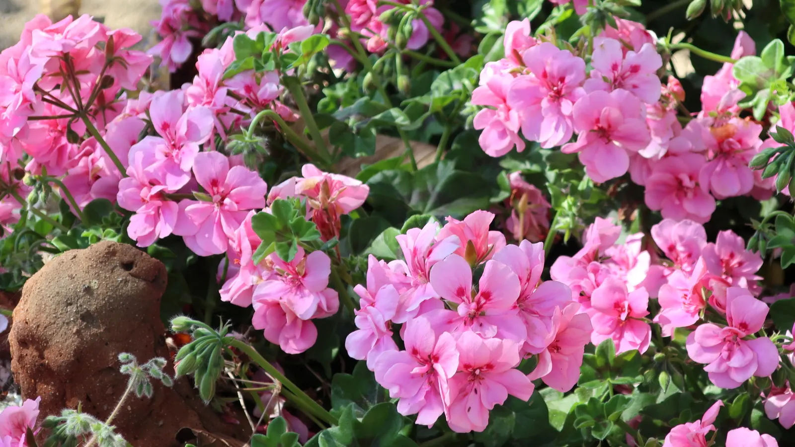 Ivy Geranium (Pelargonium Peltatum) — Thriving in full to part sun, they reach 12-24 inches in width and 12-18 inches in height; ensuring your landscape