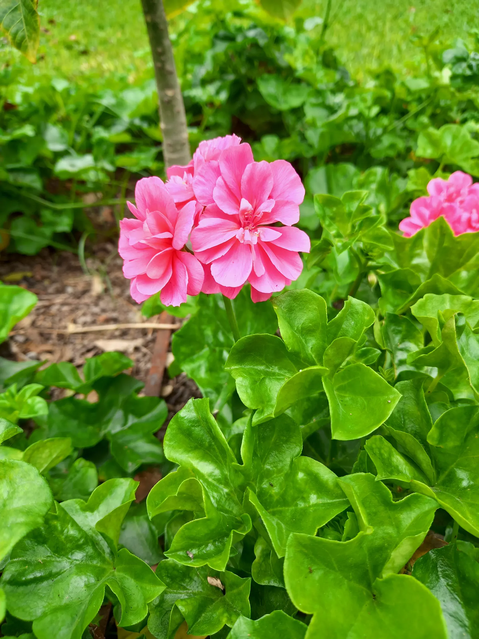 Ivy Geranium (Pelargonium Peltatum) — ensuring your landscape remains a picture of health and vibrancy
