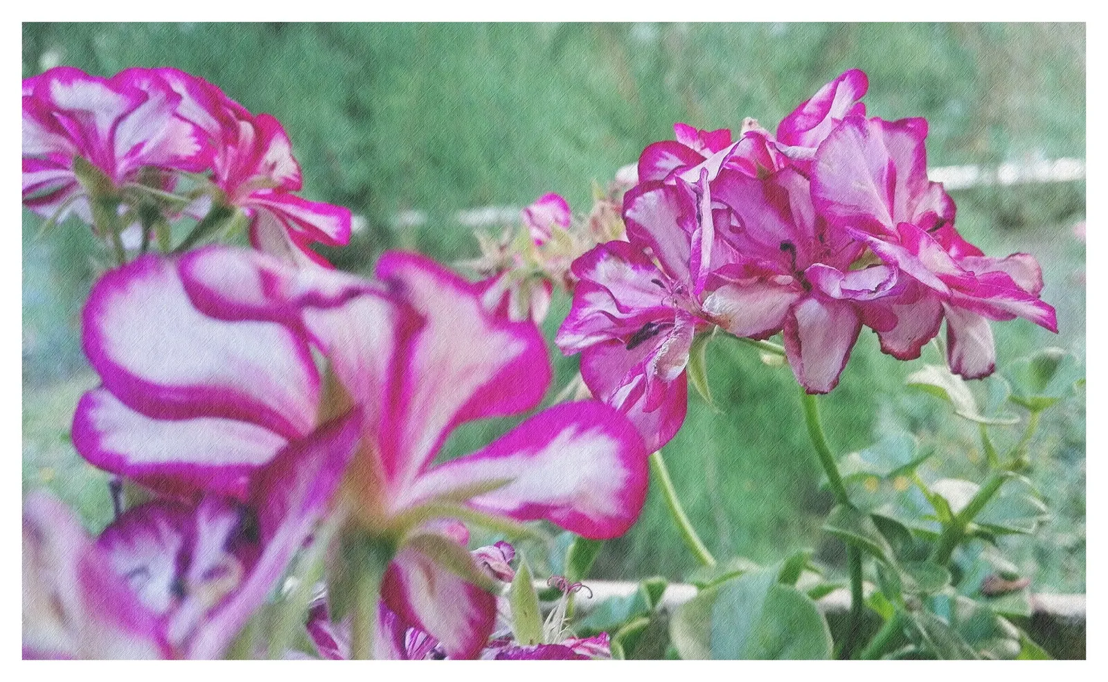 Ivy Geranium (Pelargonium Peltatum) — treasured for its cascading habit and glossy; this variety is favored for its ivy-like leaves and clusters of brightly
