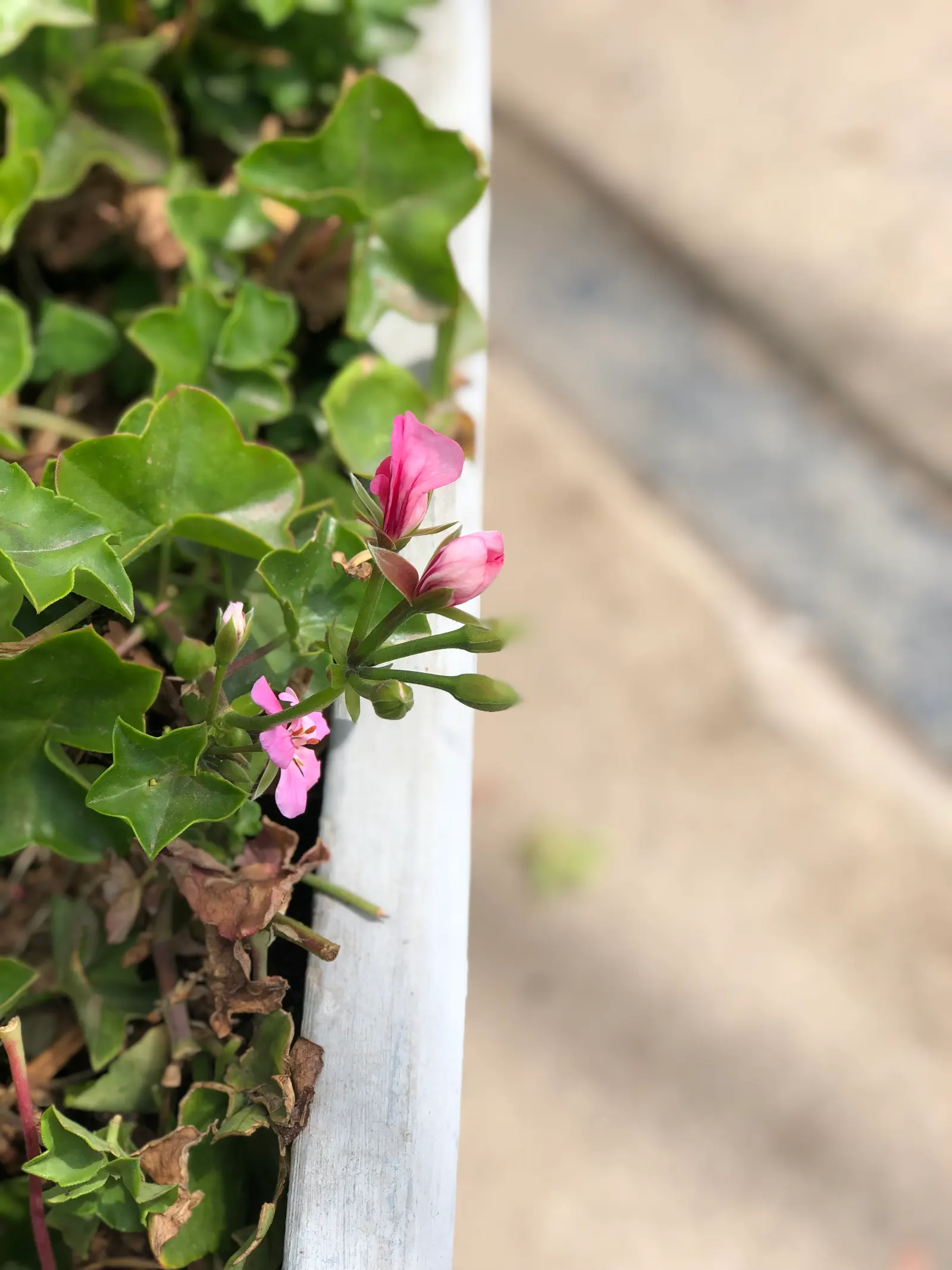 Ivy Geranium (Pelargonium Peltatum) — lending a spill of vibrant foliage and blossoms that enhance the aesthetics of any landscape design; profuse bloomers
