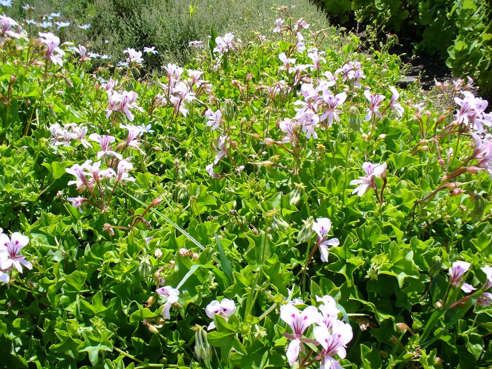 Ivy Geranium (Pelargonium Peltatum) — trailing up to 3 feet in length