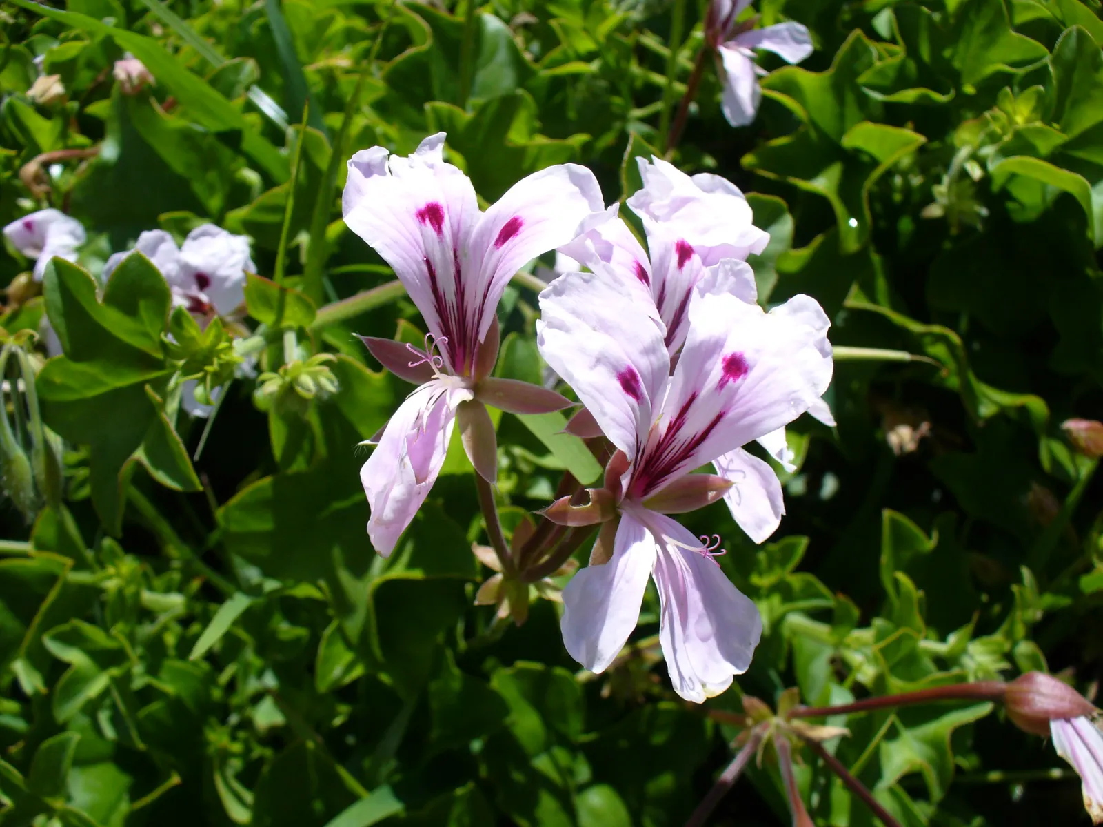 Ivy Geranium (Pelargonium Peltatum) — Thriving in full to part sun, they reach 12-24 inches in width and 12-18 inches in height