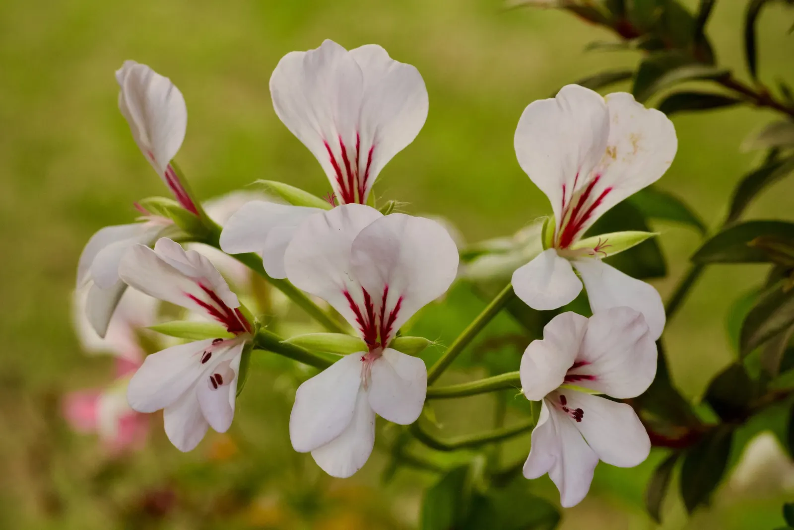 Ivy Geranium (Pelargonium Peltatum) — is a prolific and robust perennial plant treasured for its cascading growth and floriferous display, image 61