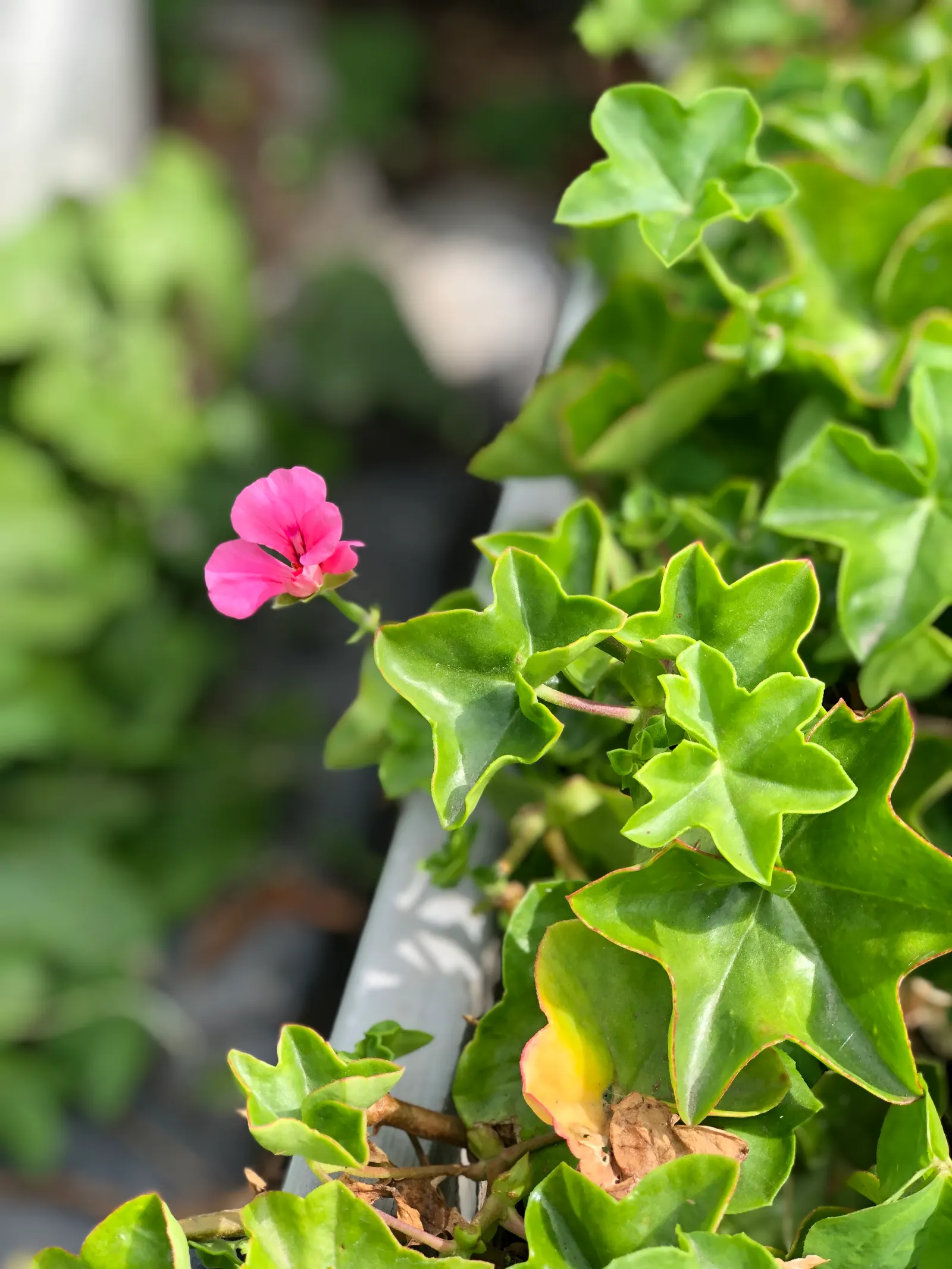 Ivy Geranium (Pelargonium Peltatum) — ensuring a continuous show of color.<br><br>For the garden enthusiast; deadheading spent flowers encourages successive