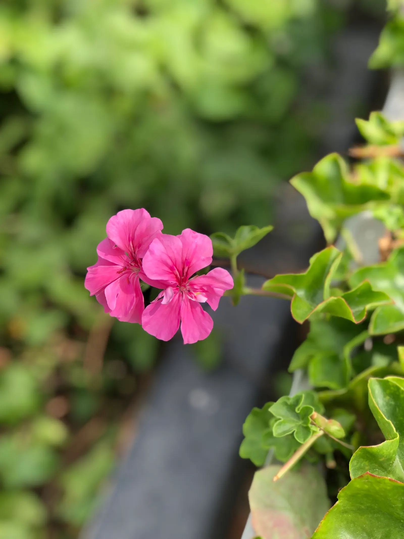 Ivy Geranium (Pelargonium Peltatum) — Ideally utilized for vertical interest or as natural drapery over retaining walls and garden edges; water-soluble