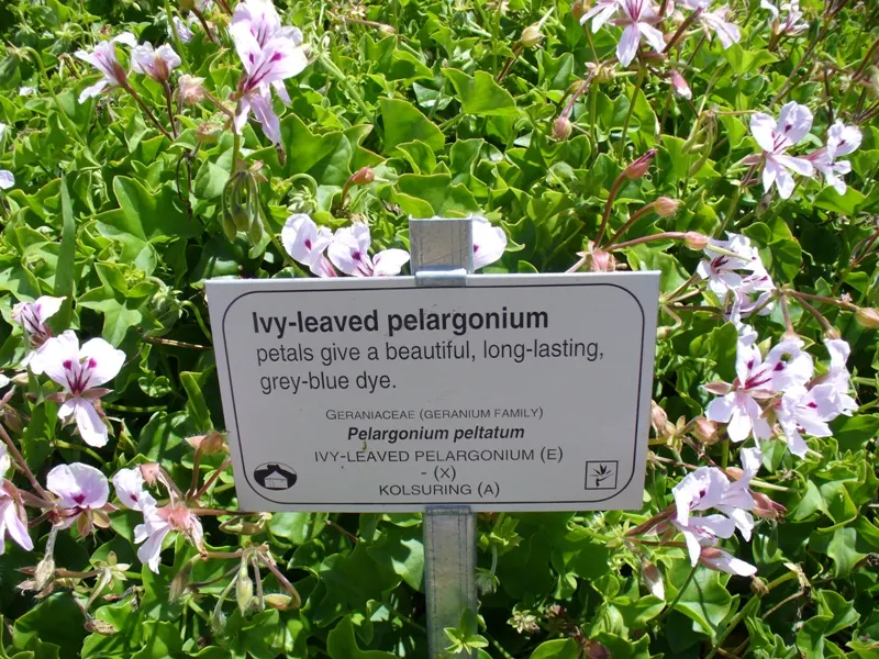 Ivy Geranium (Pelargonium Peltatum) — ensuring dryness between watering sessions