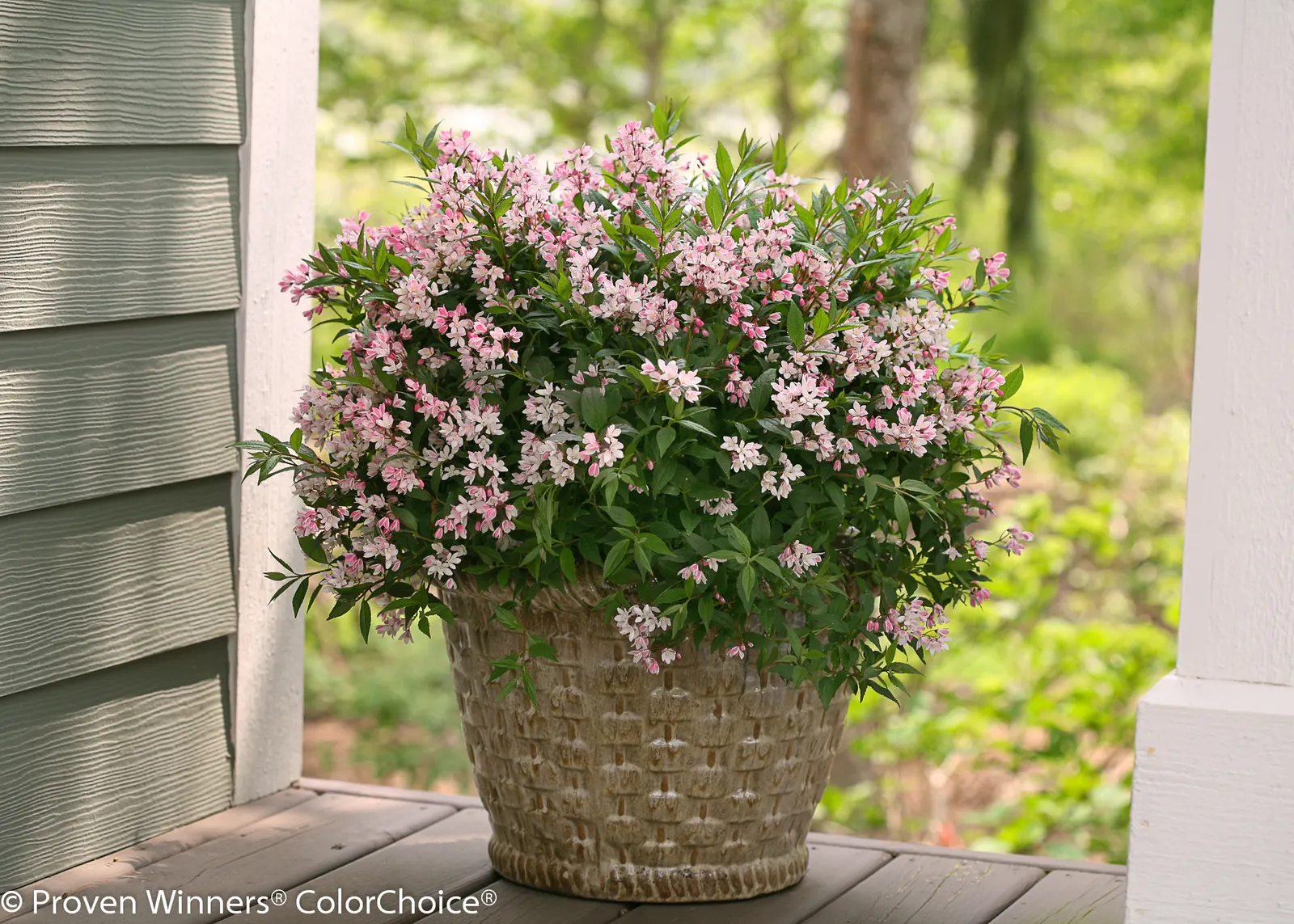 Yuki Cherry Blossom® Deutzia (Deutzia x) — The Deutzia x Yuki Cherry Blossom® is a compact deciduous shrub with clear pink
